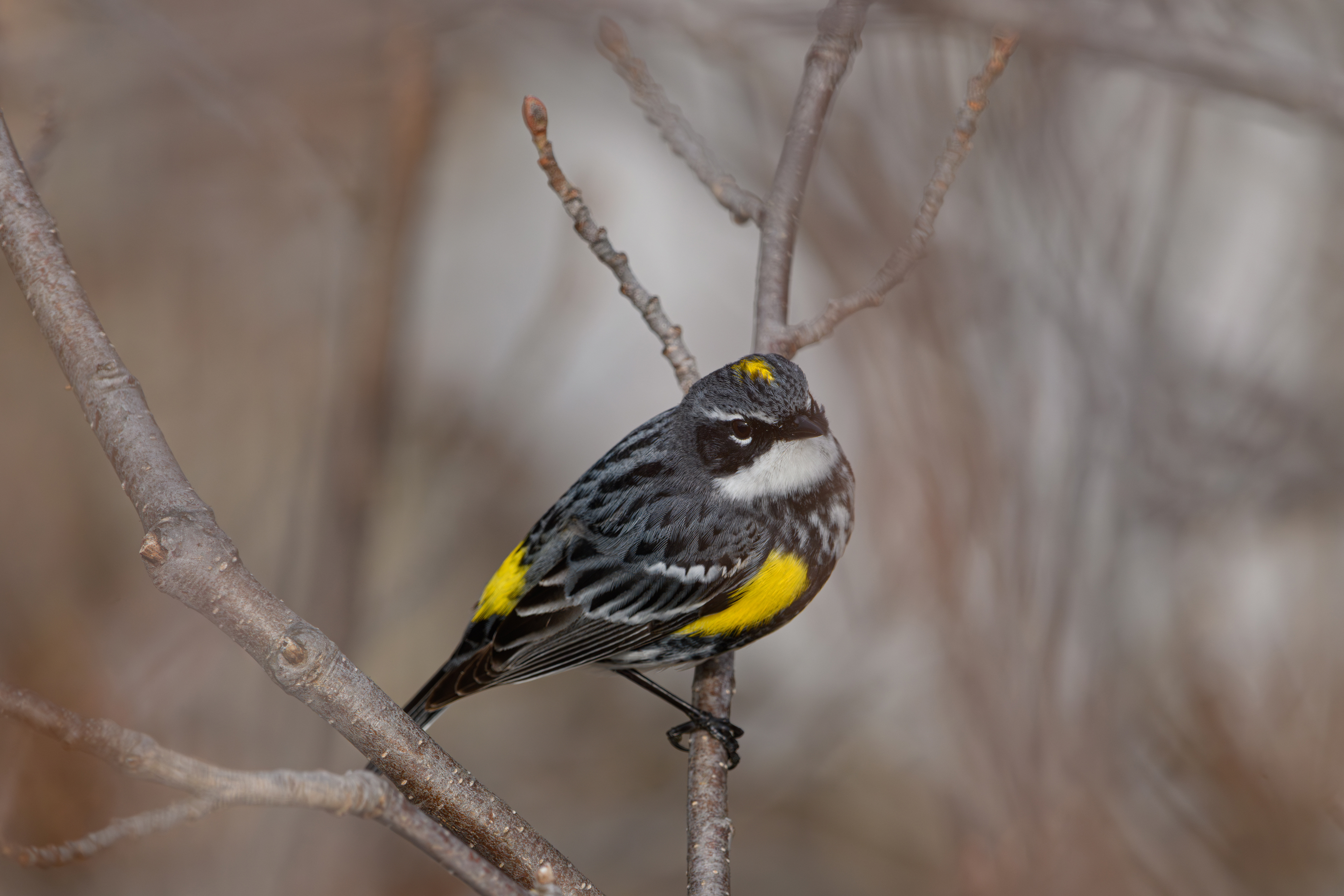 Yellow-rumped warbler 