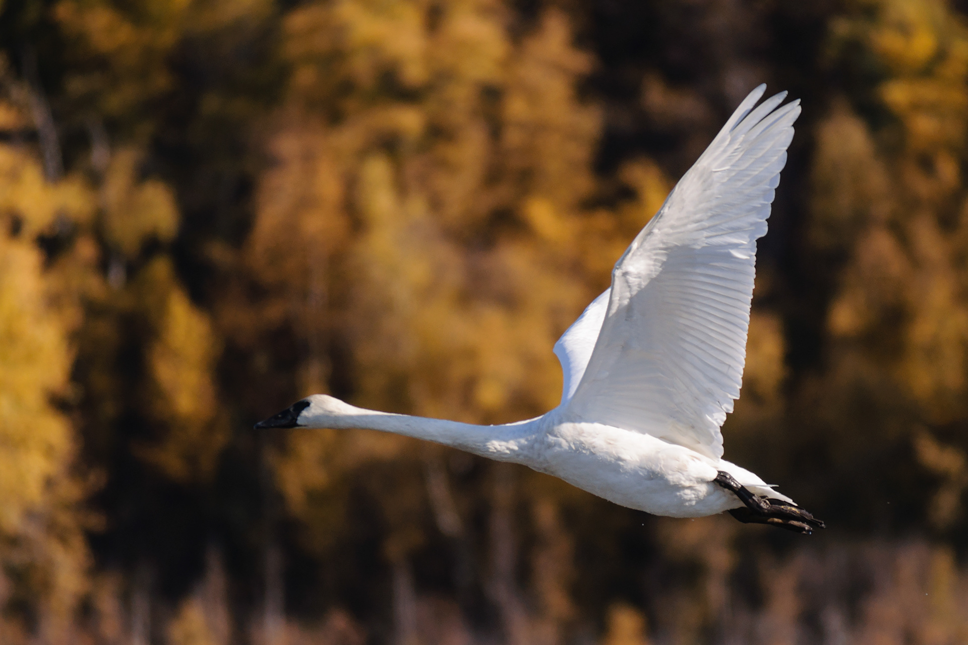 Swan flying, Potter Marsh, Anchorage, Alaska