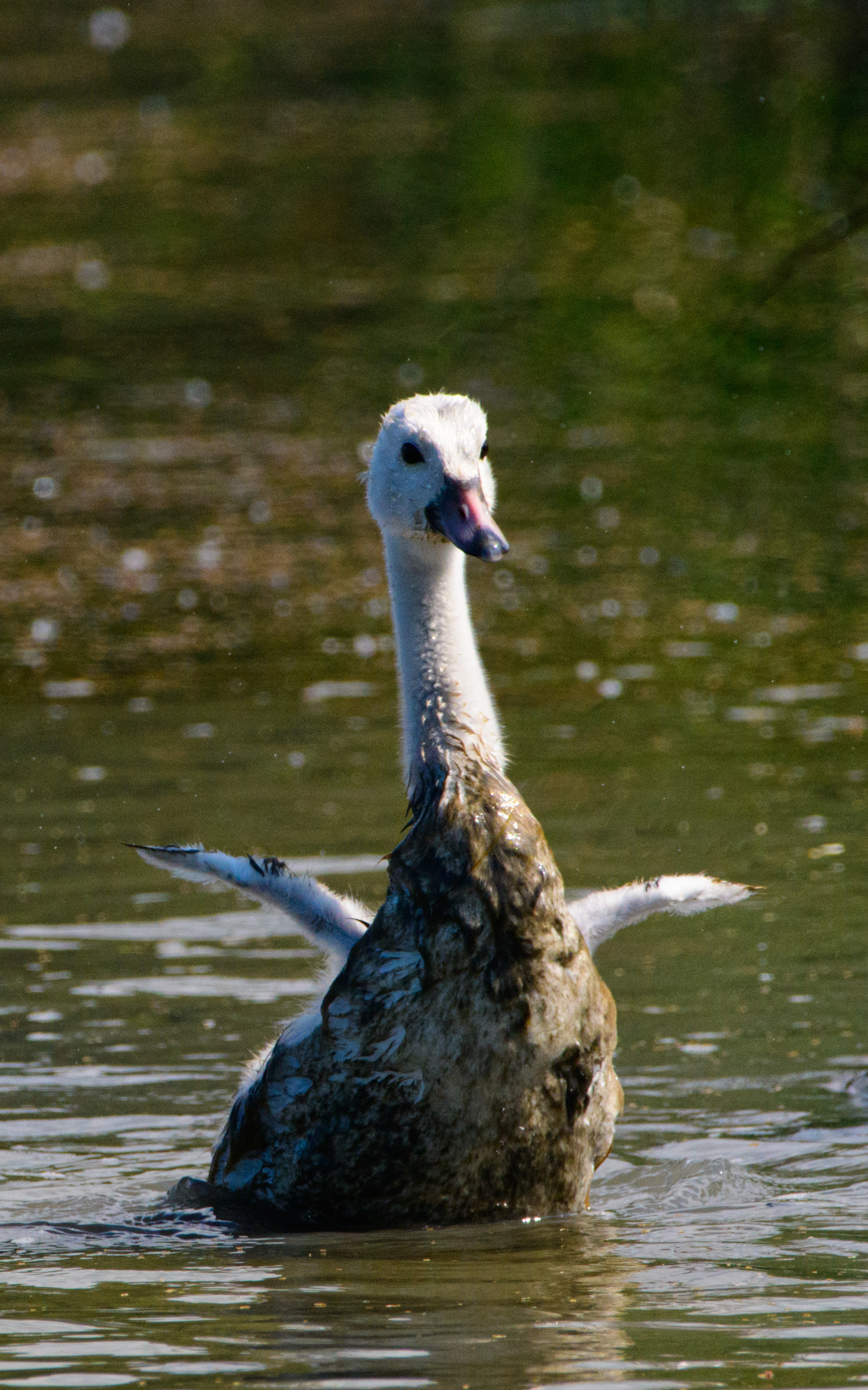 Cygnet flapping its flightless wings