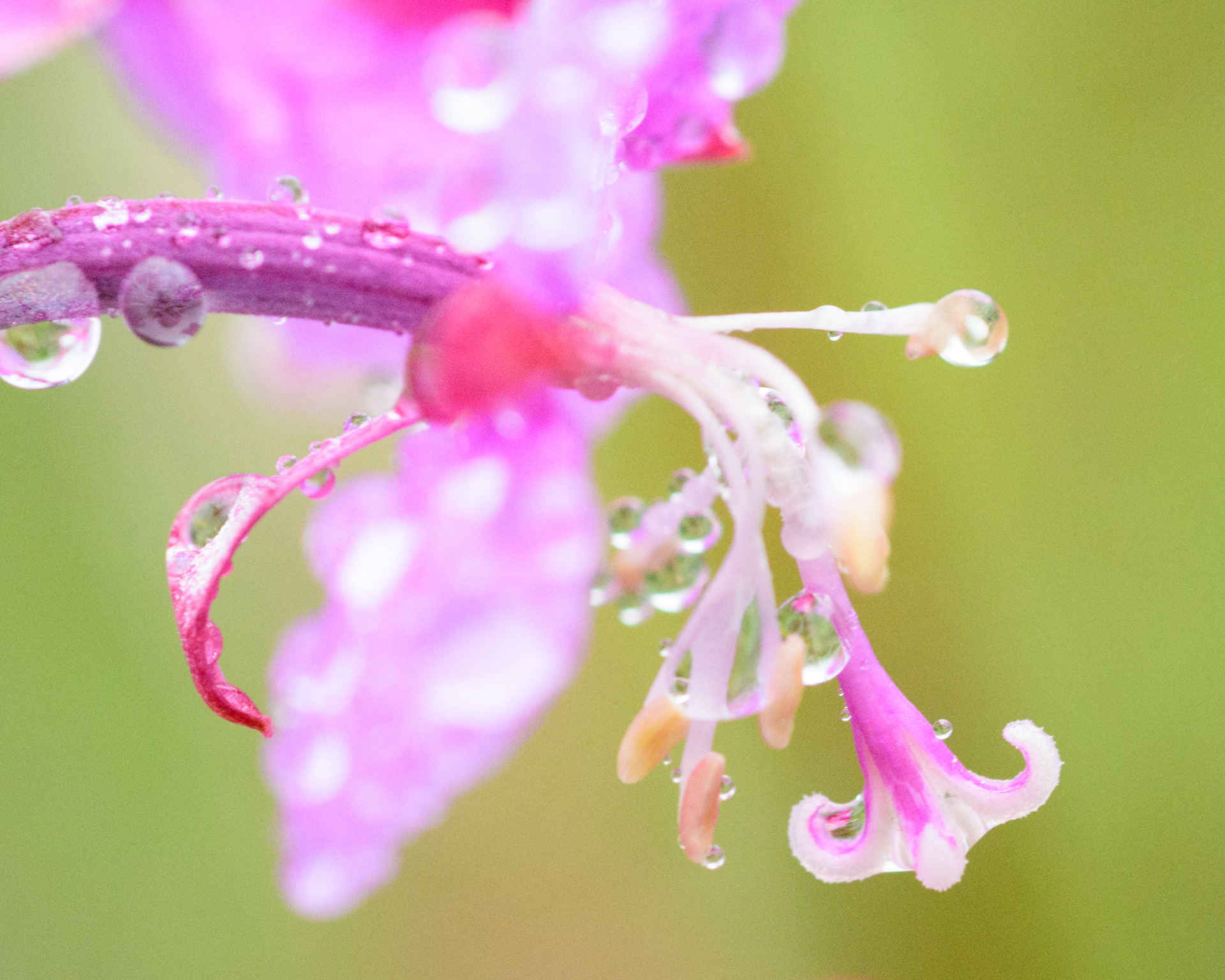 fireweed with raindrops