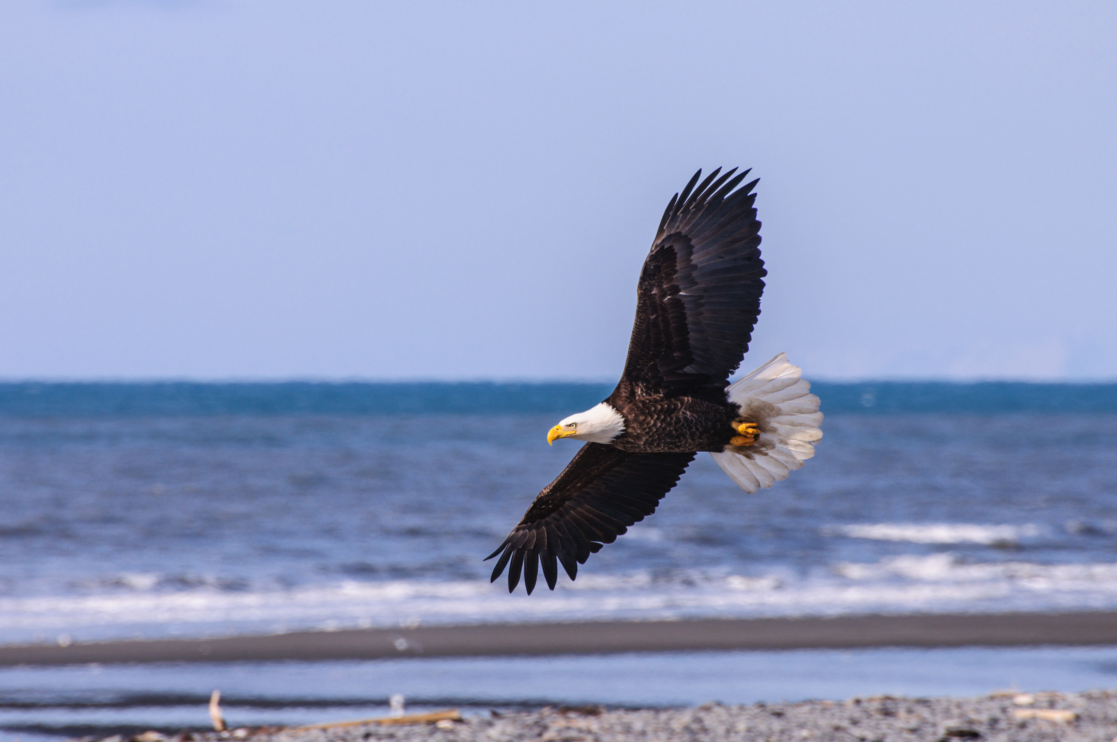 Bald Eagle