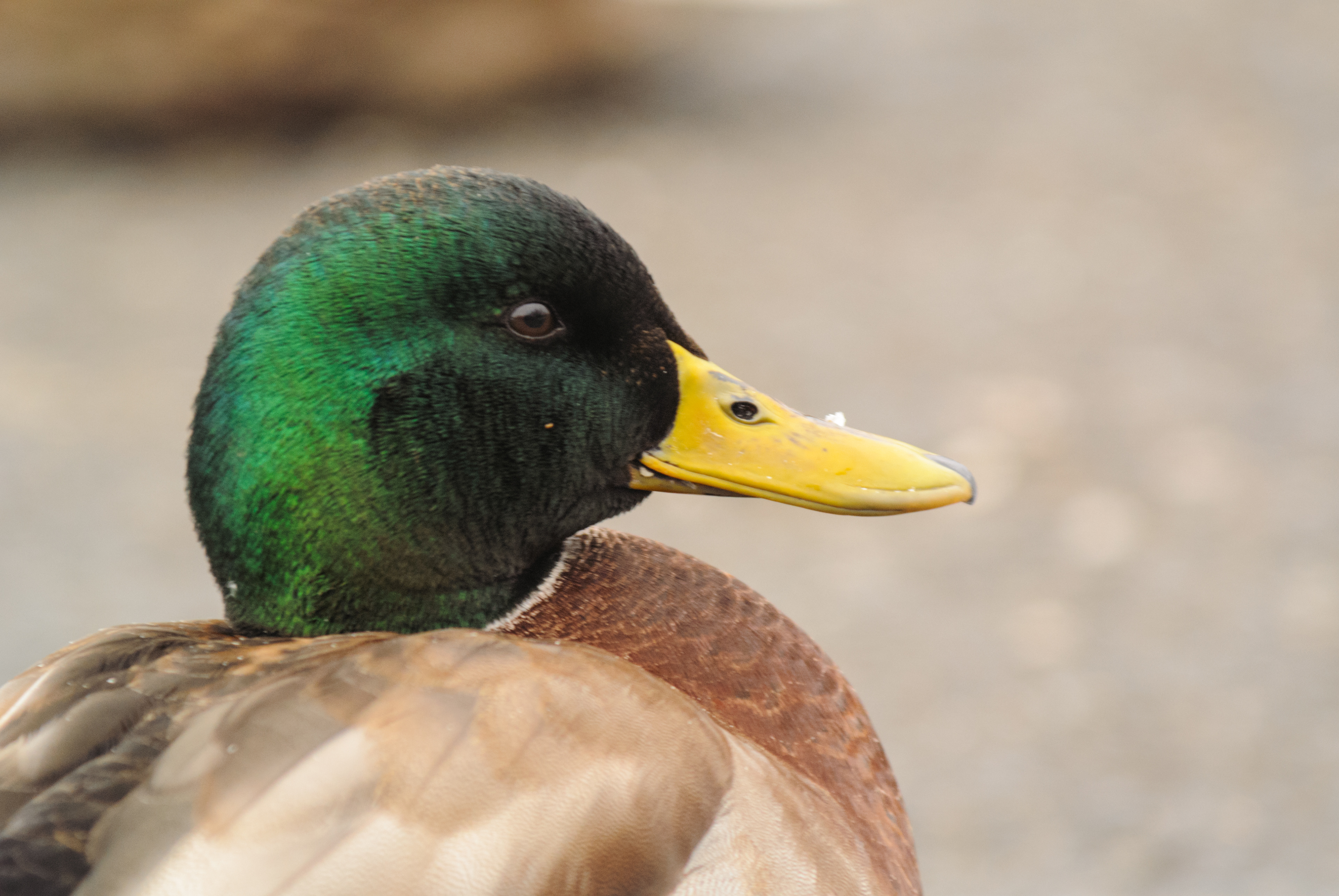 Mallard