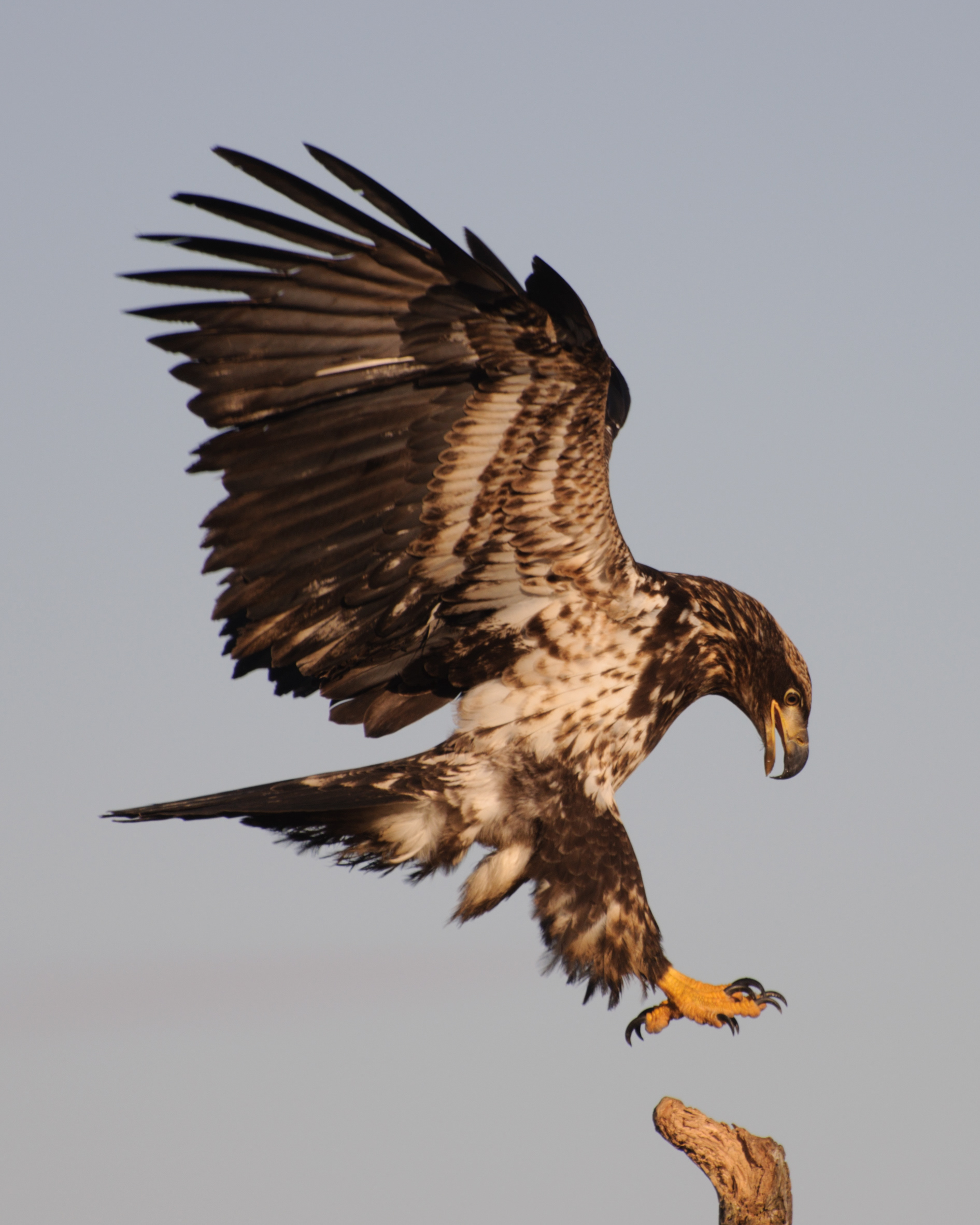 Juvenile bald eagle landing on a branch, Homer alaska