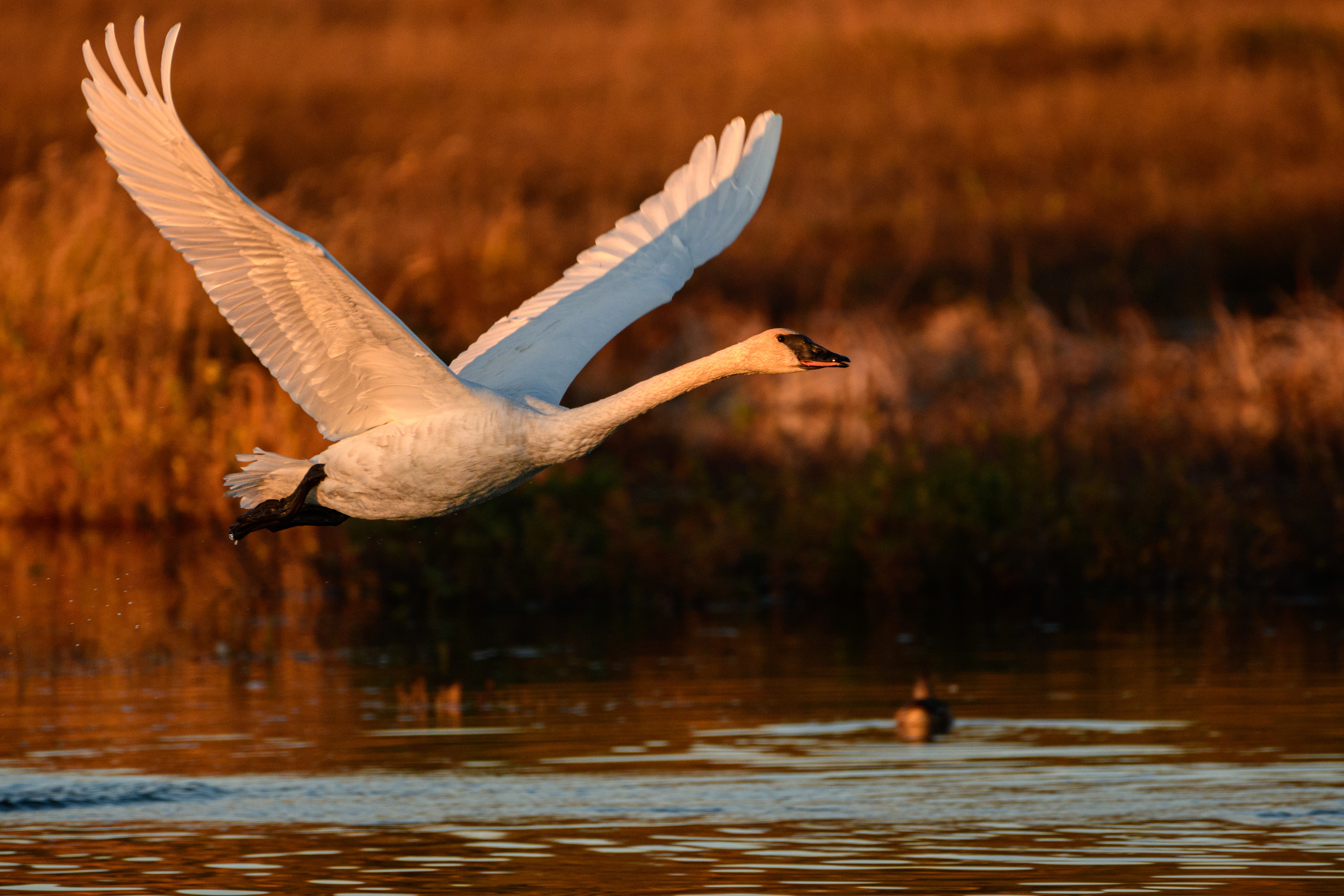 Swan flying, Potter Marsh, Anchorage, Alaska