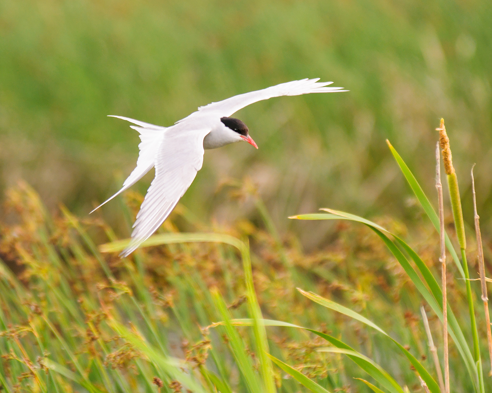 Arctic Tern
