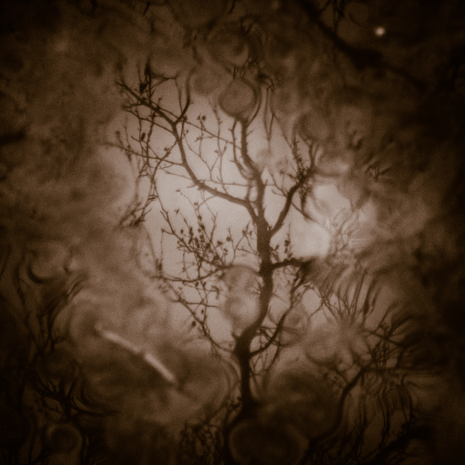 Reflected branches in a frozen puddle.