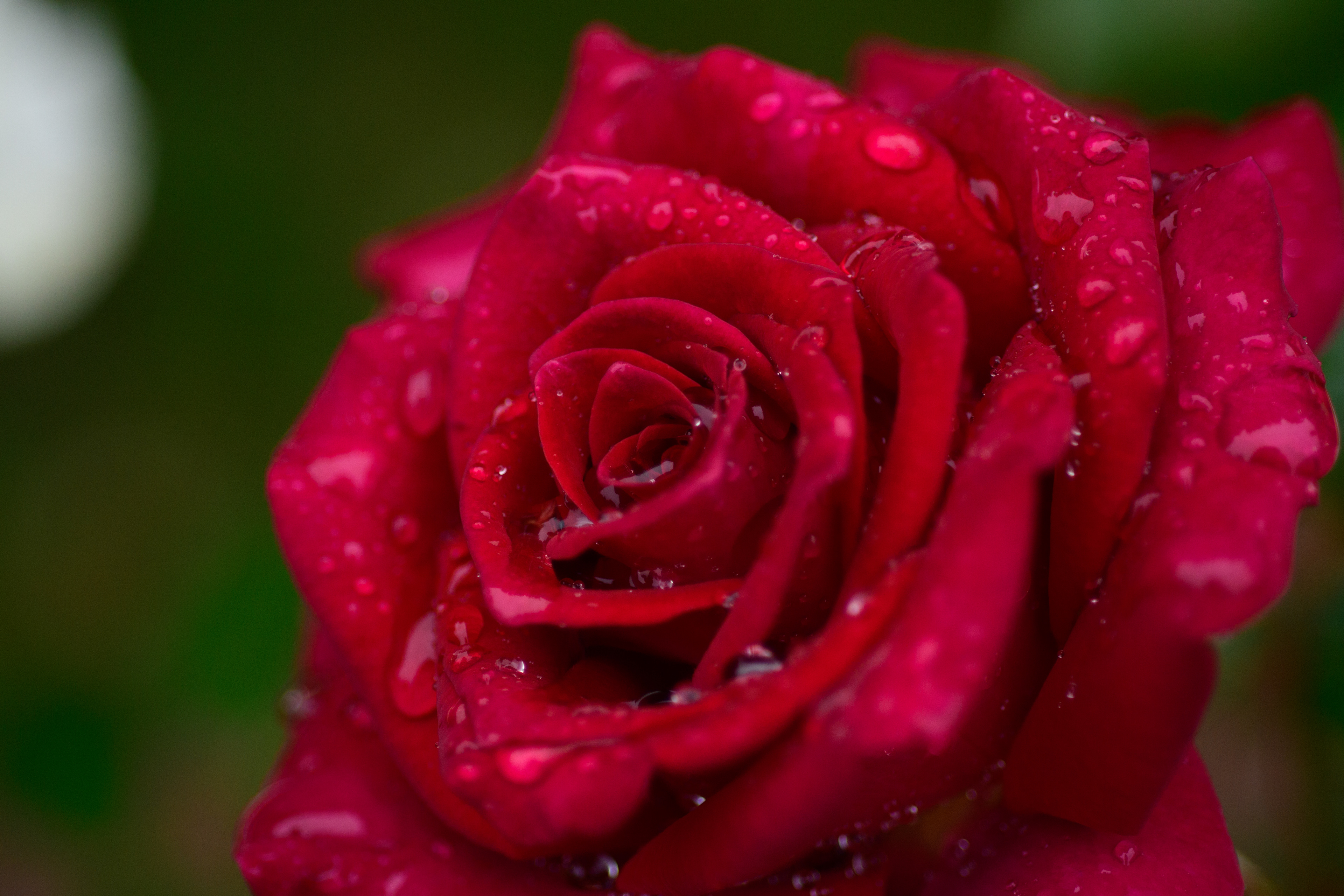 red rose with raindrops