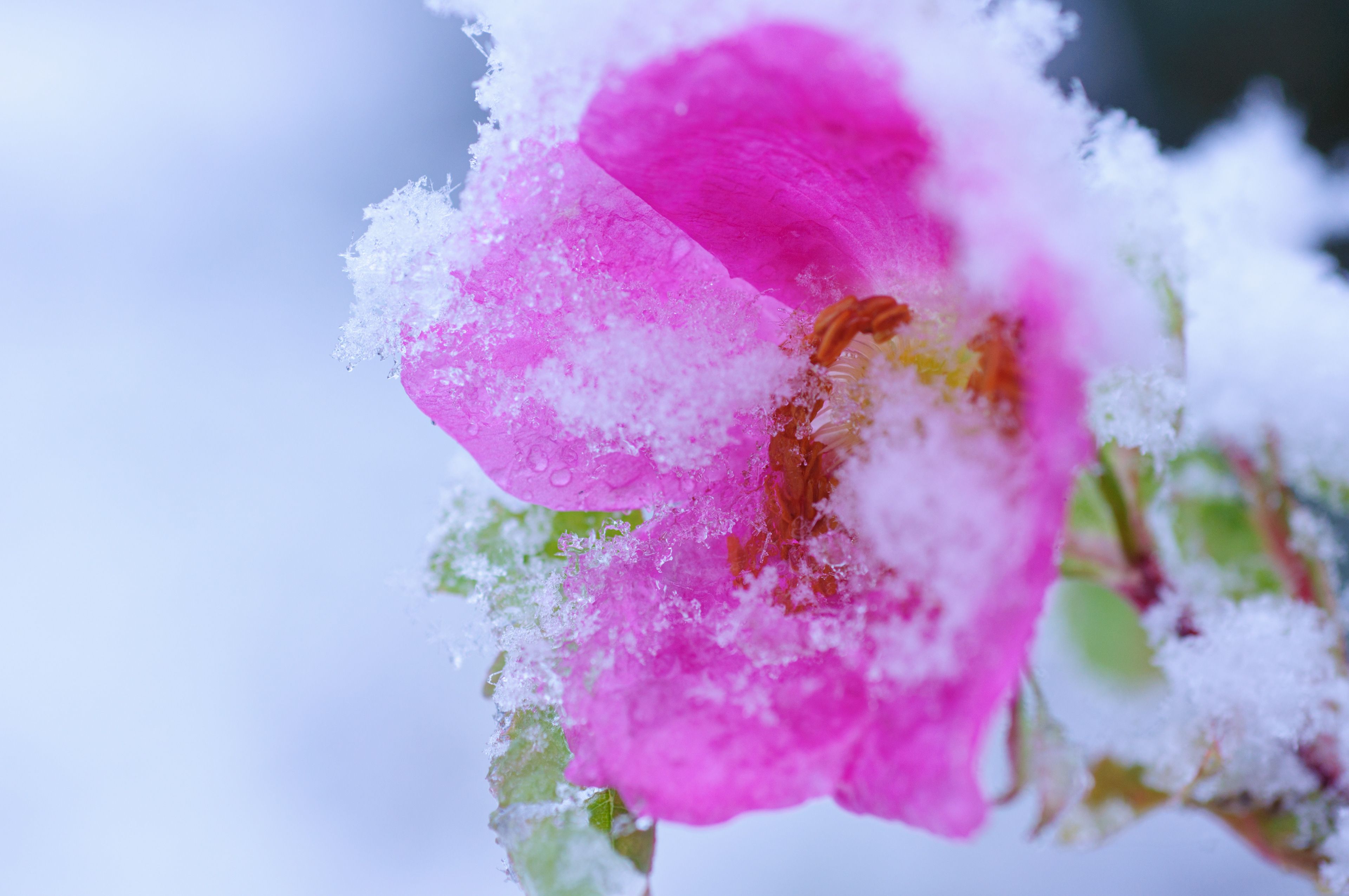 Pink rose with snow