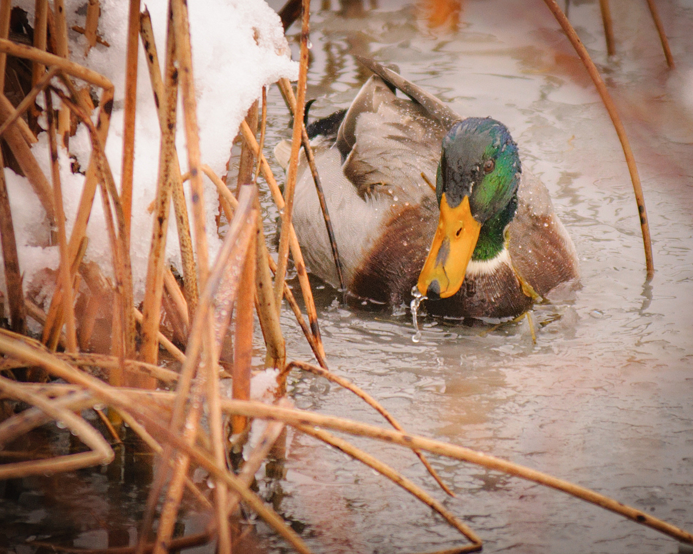 Male Mallard, swimming in fresh snow, Potter Marsh, Anchorage, Alaska