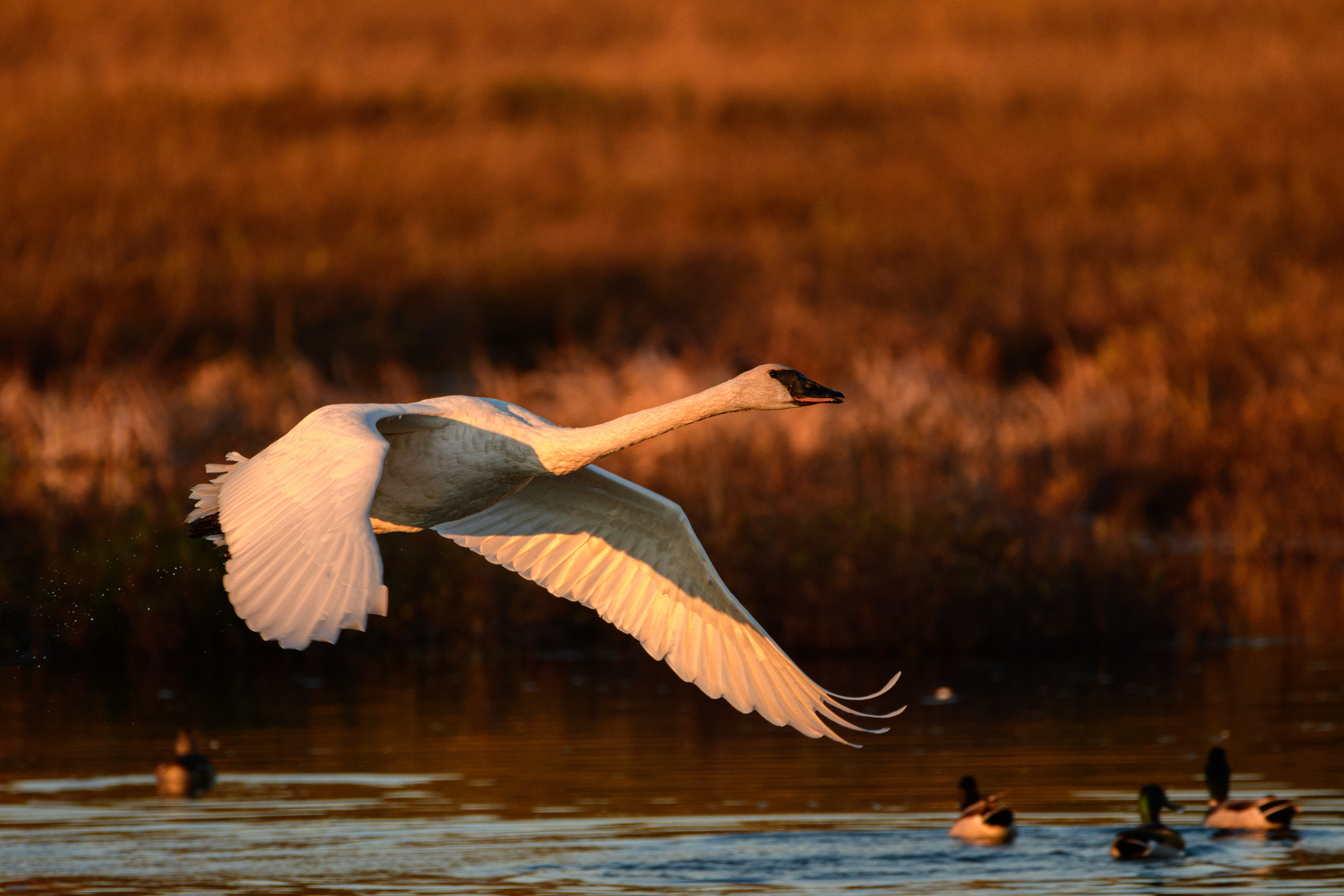 Swan flying, Potter Marsh, Anchorage, Alaska