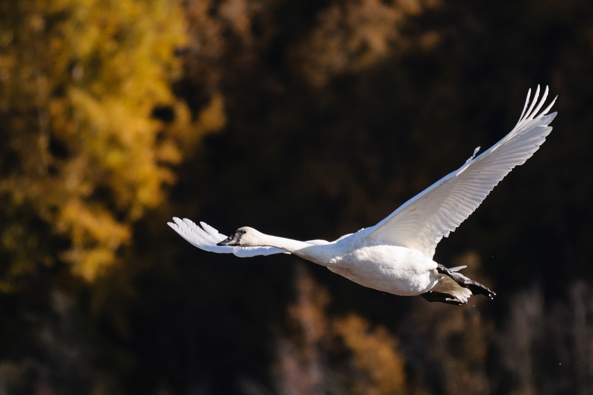 Swan flying, Potter Marsh, Anchorage, Alaska