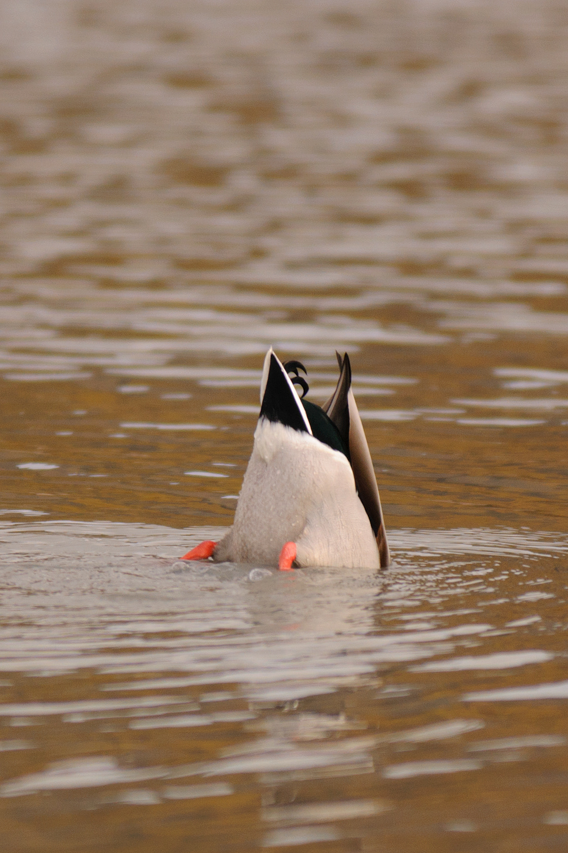 Duck Butt, Potter marsh, Anchorage, Alaska
