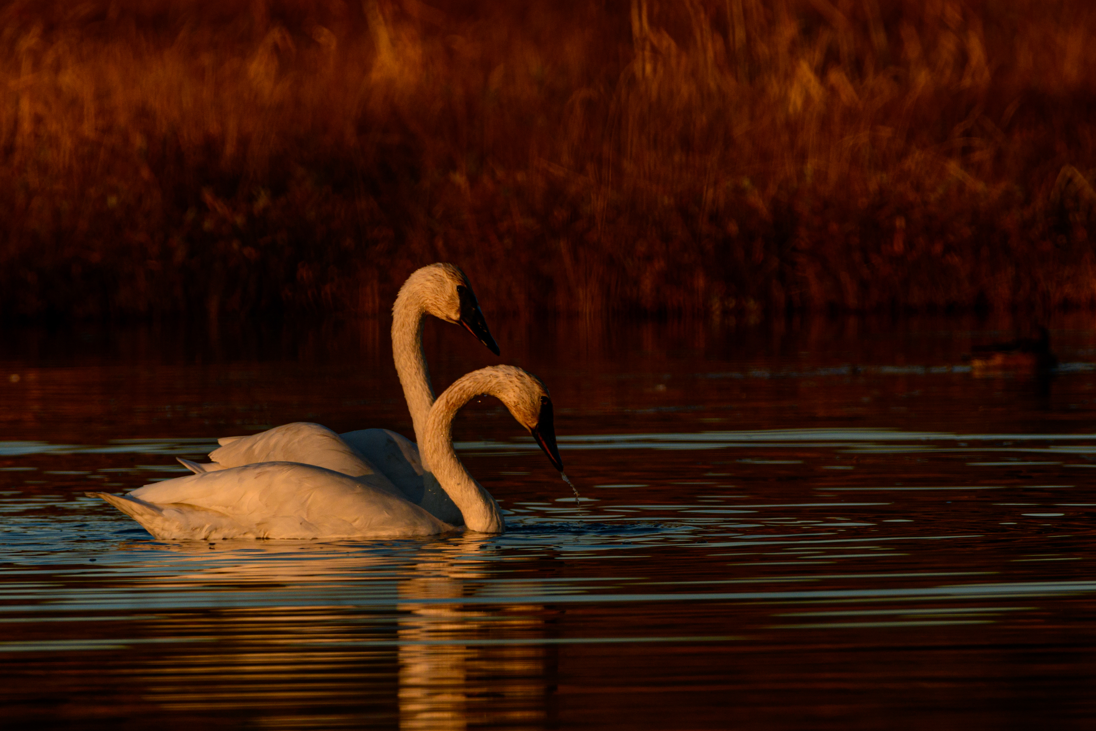 Swan, Potter Marsh, Anchorage, Alaska