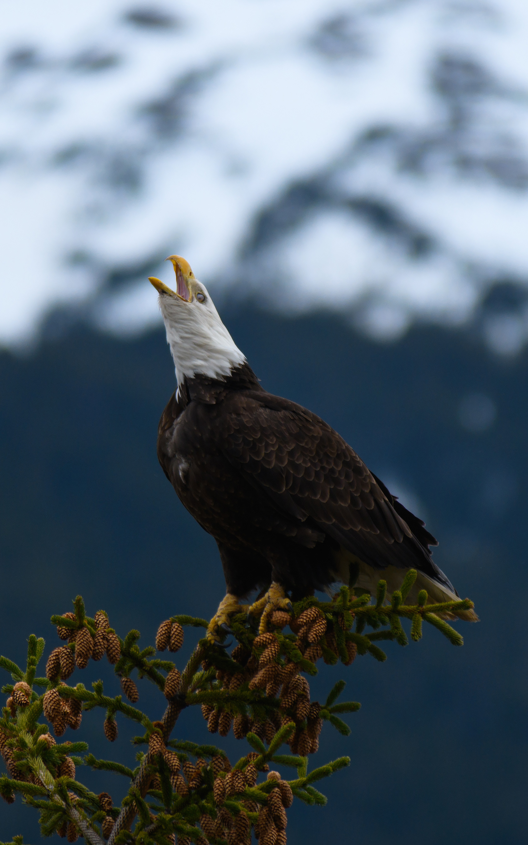 Bald Eagle