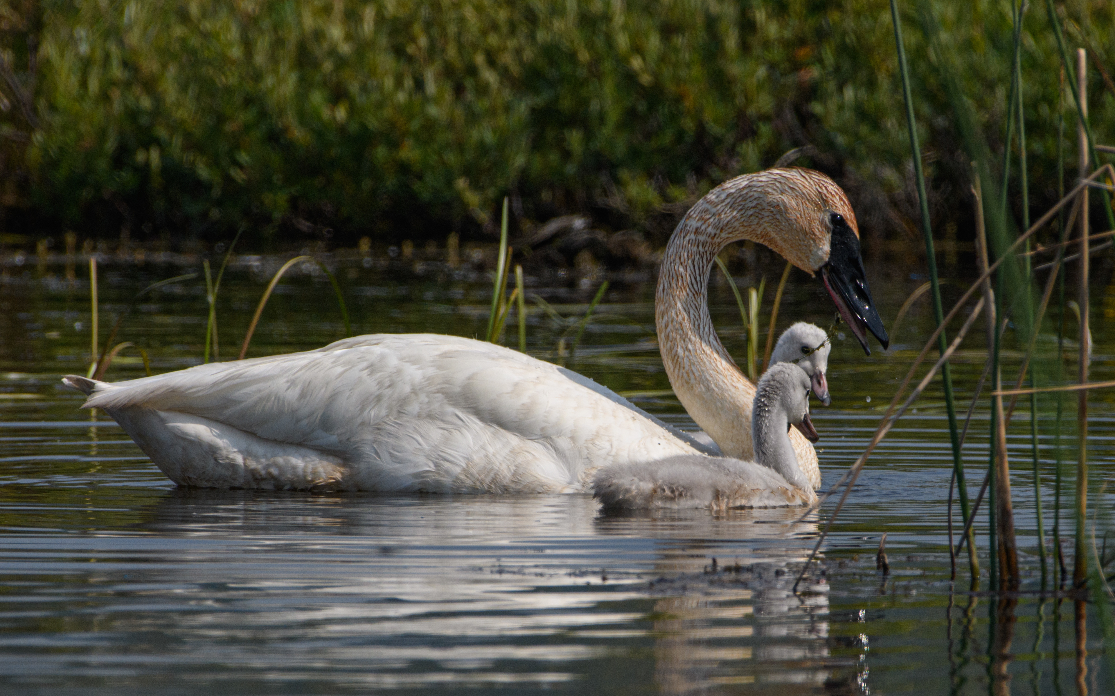 Swan and cygnets swimming, Potter Marsh, Anchorage, Alaska