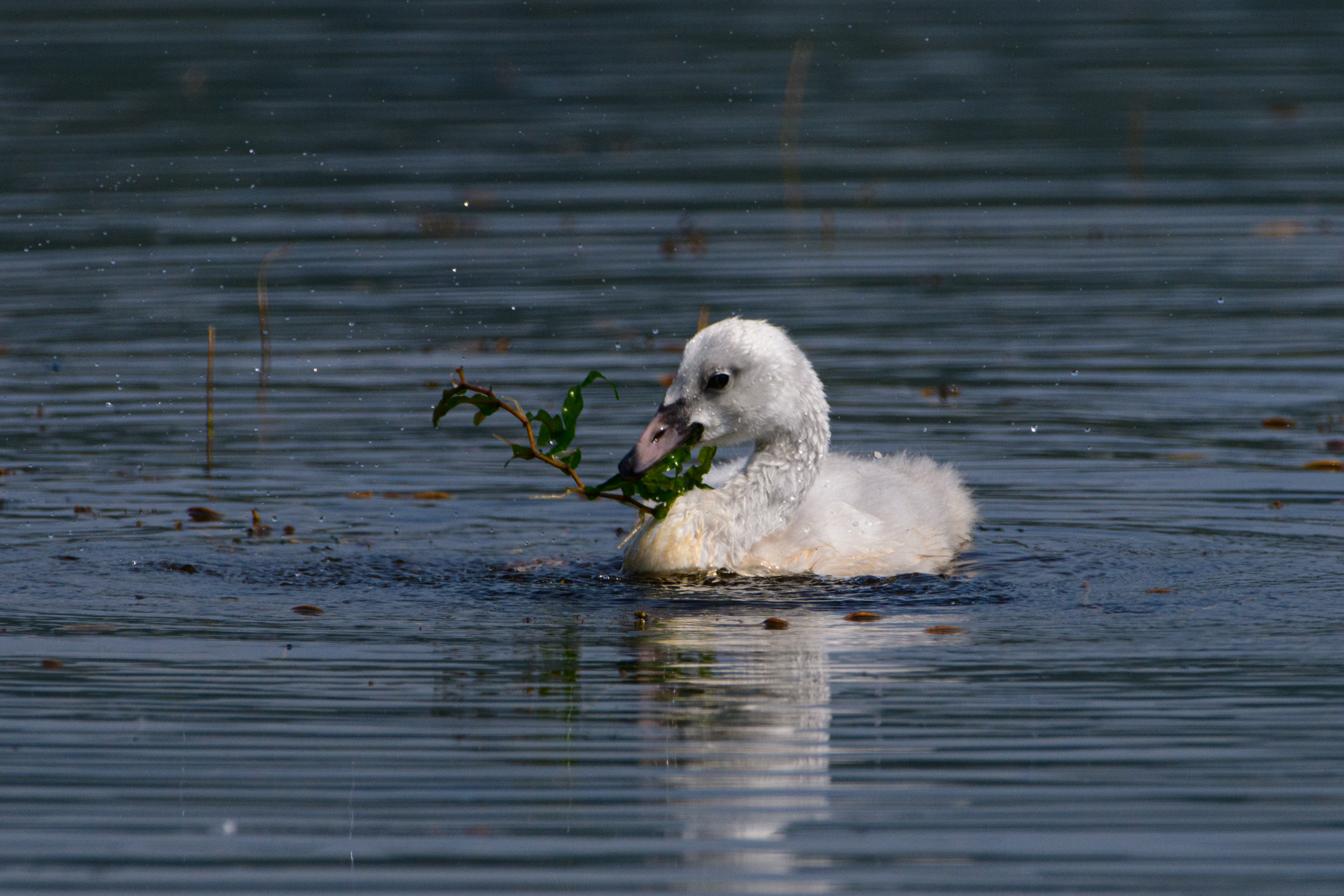Cygnet swimming, Potter Marsh, Anchorage, Alaska