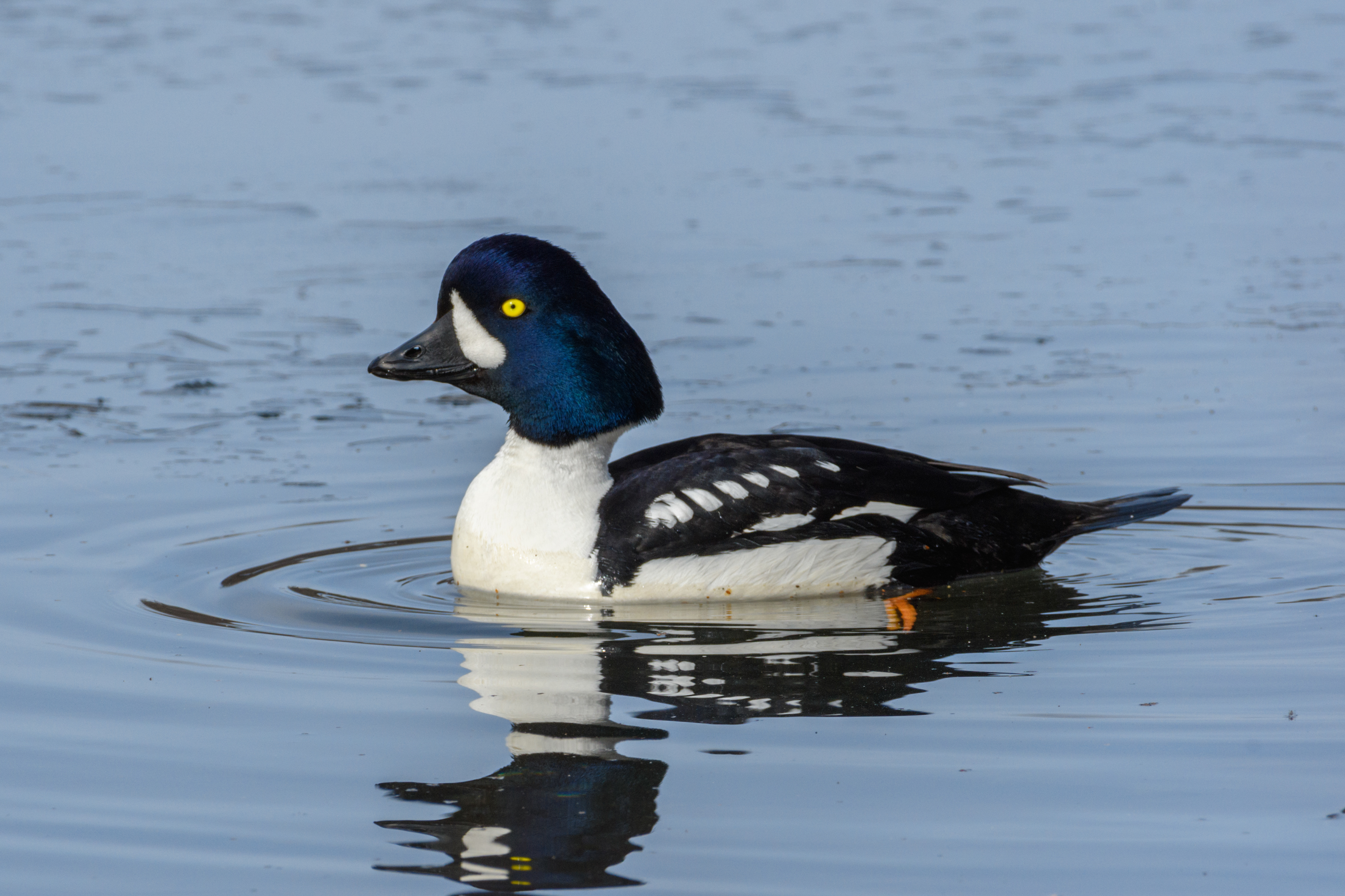 Barrows GoldenEye Male 4/21/2024