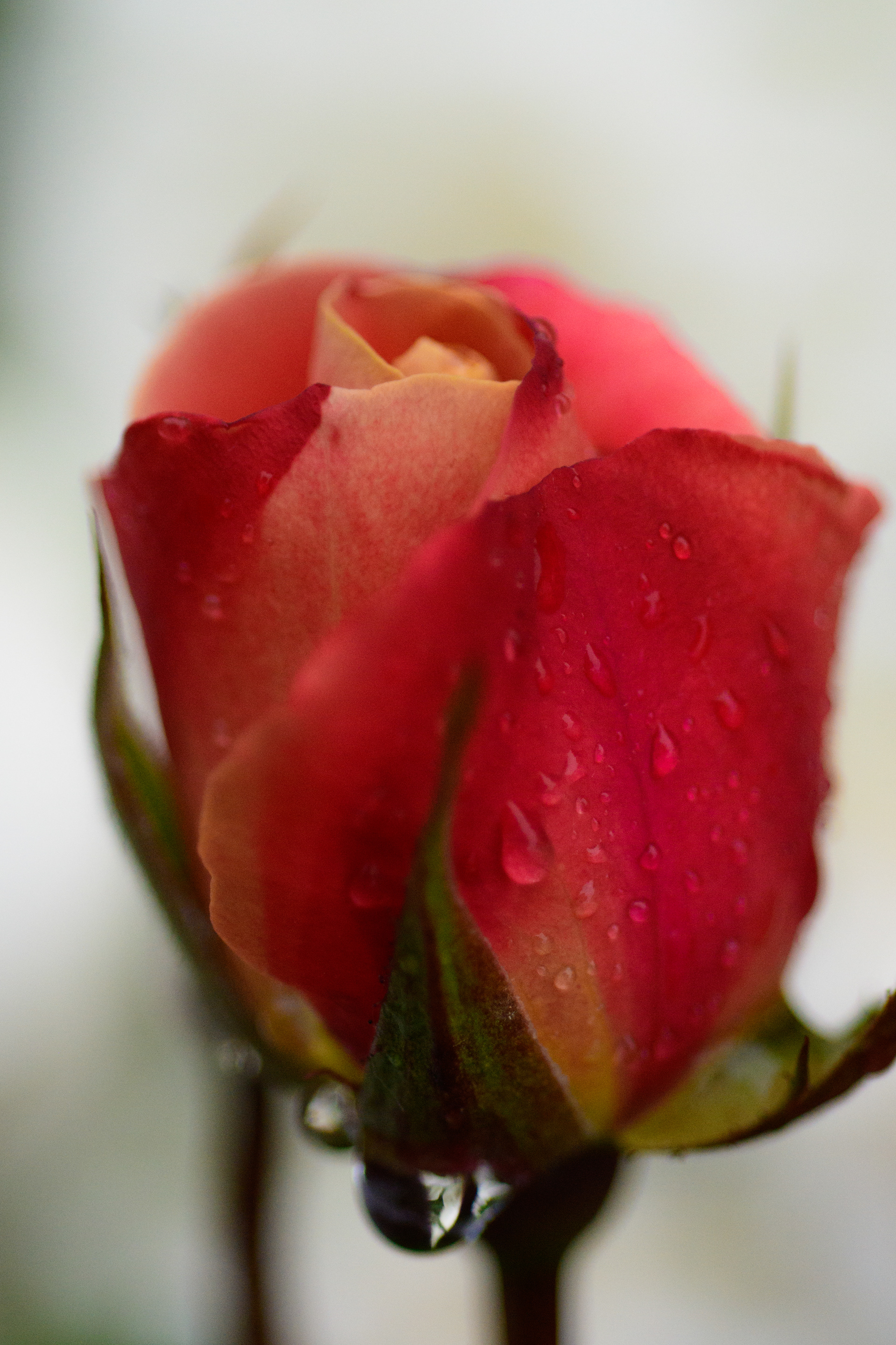 unopened red and orange rose