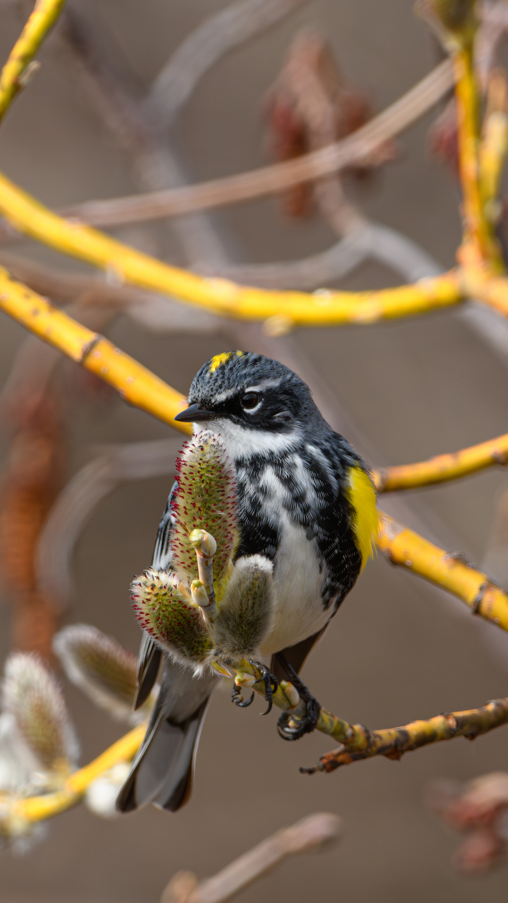 Yellow-rumped warbler