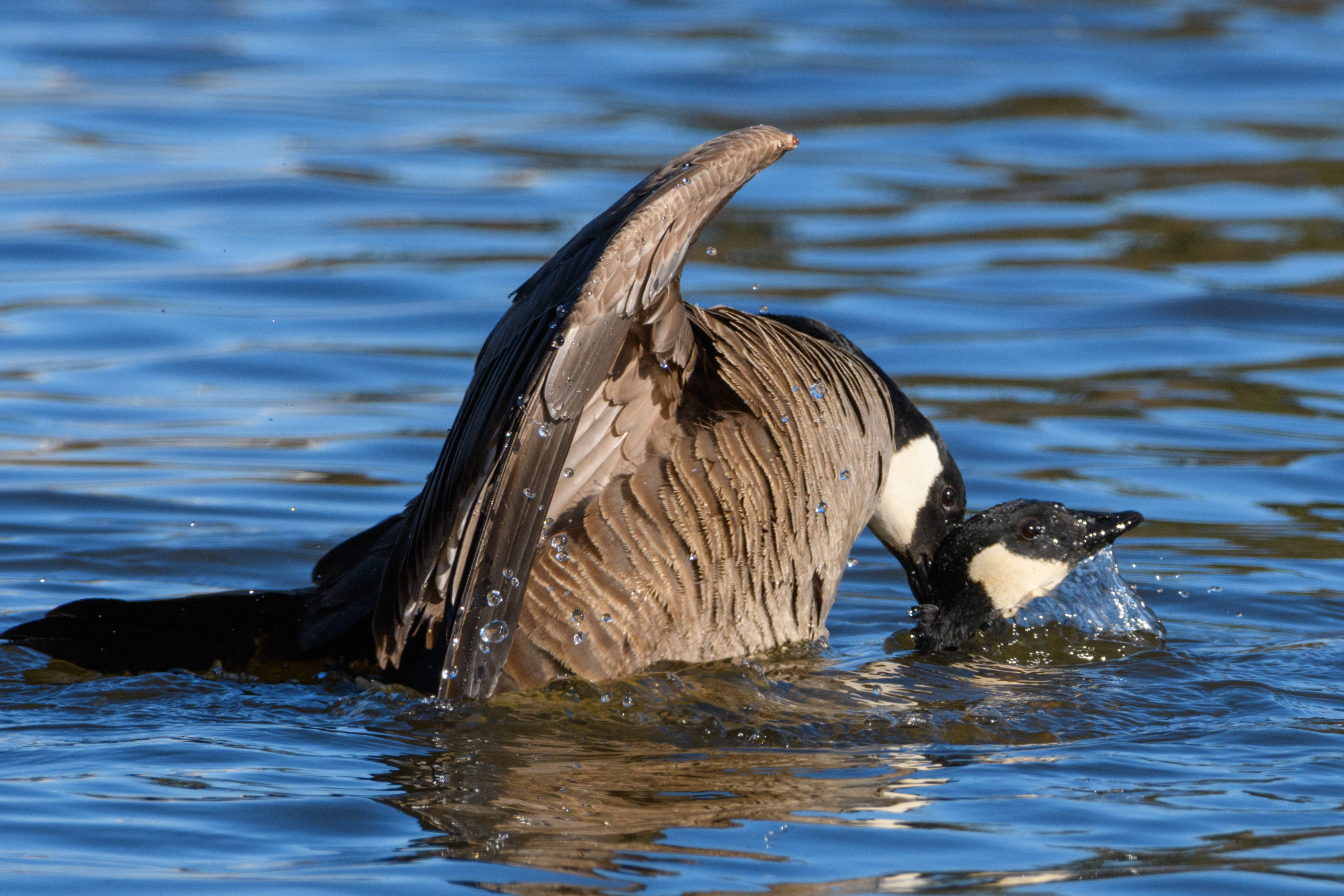 Canada geese mating 4/24/2024