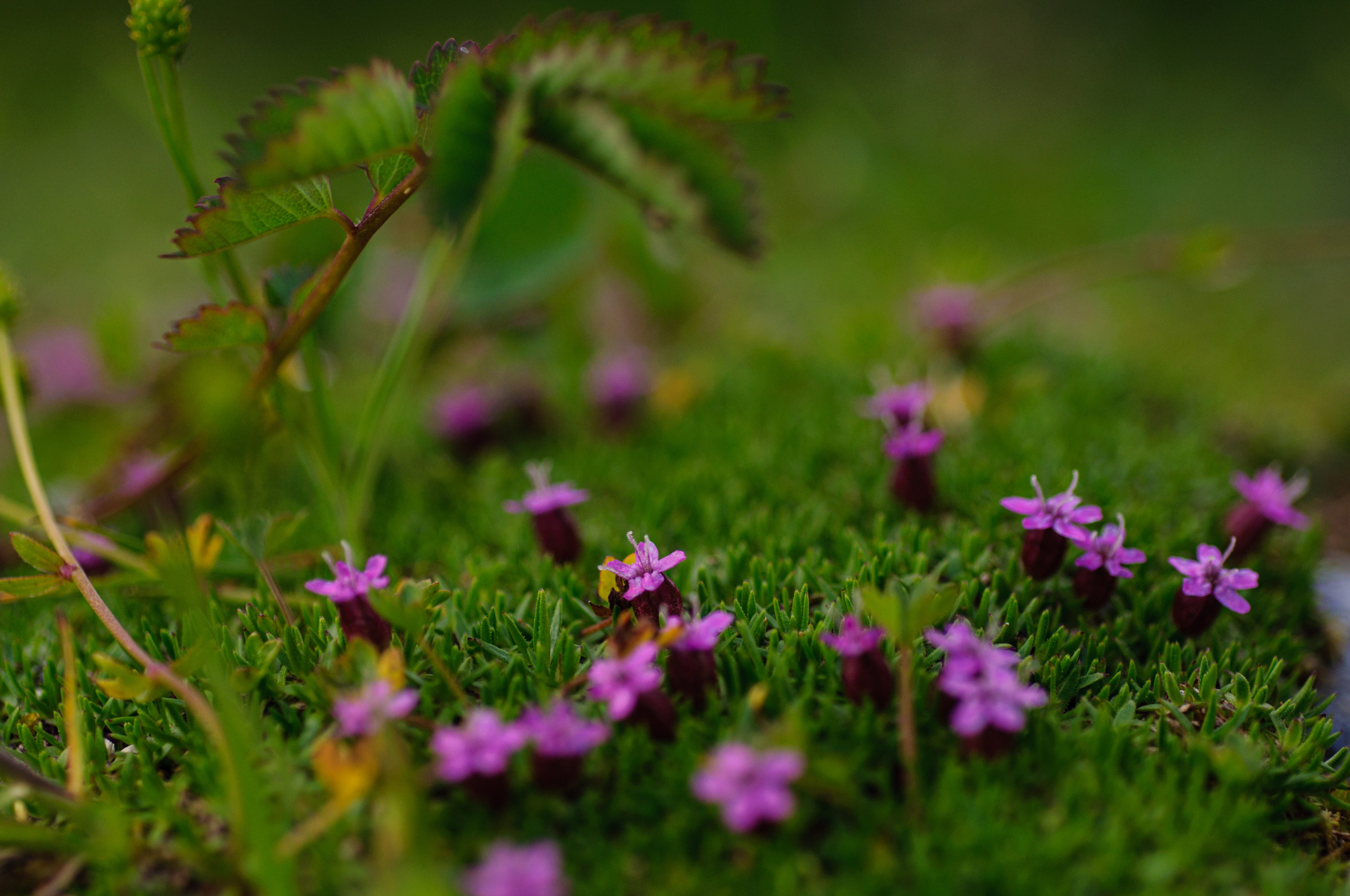 Tundra with purple flowers