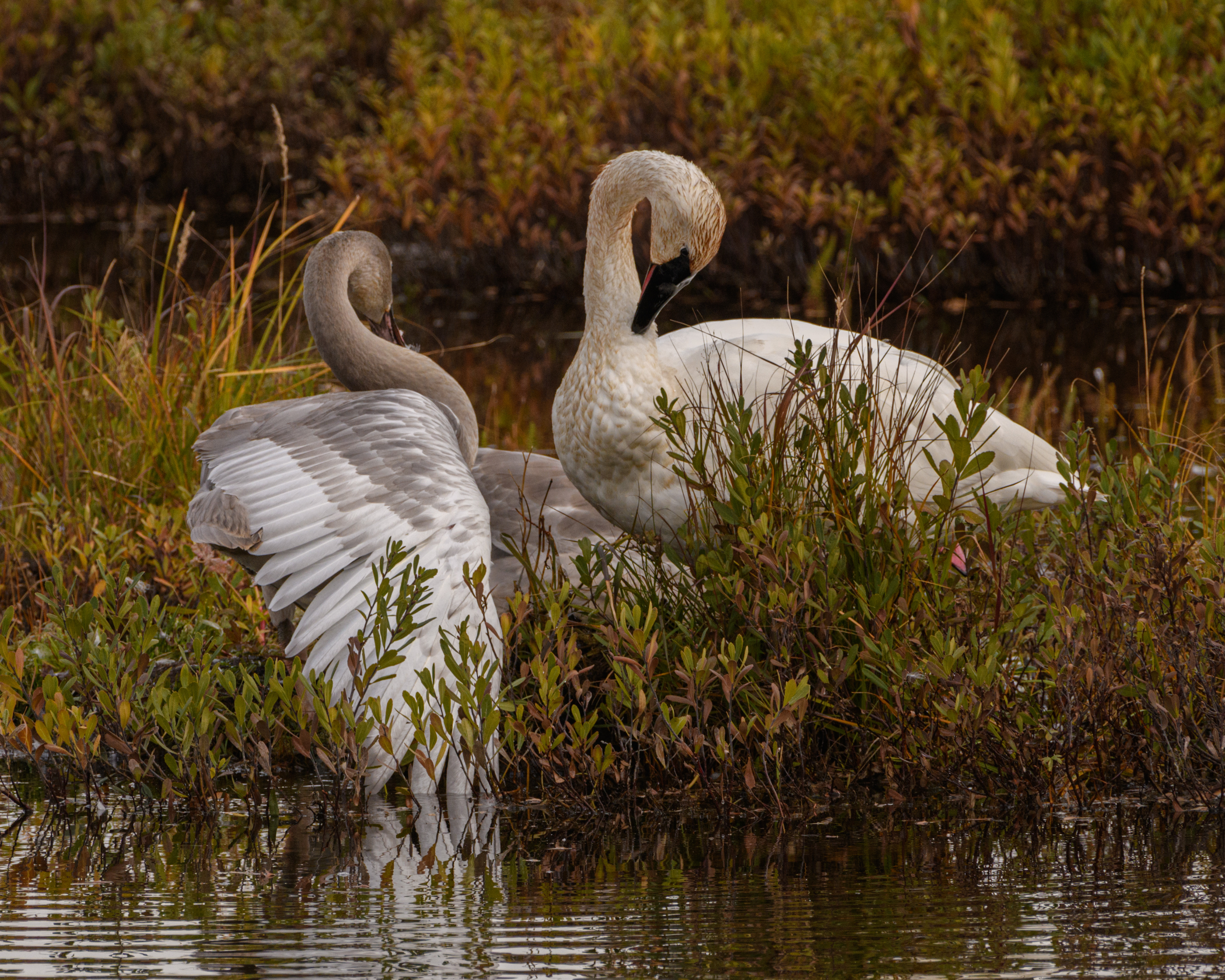 Trumpeter Swans