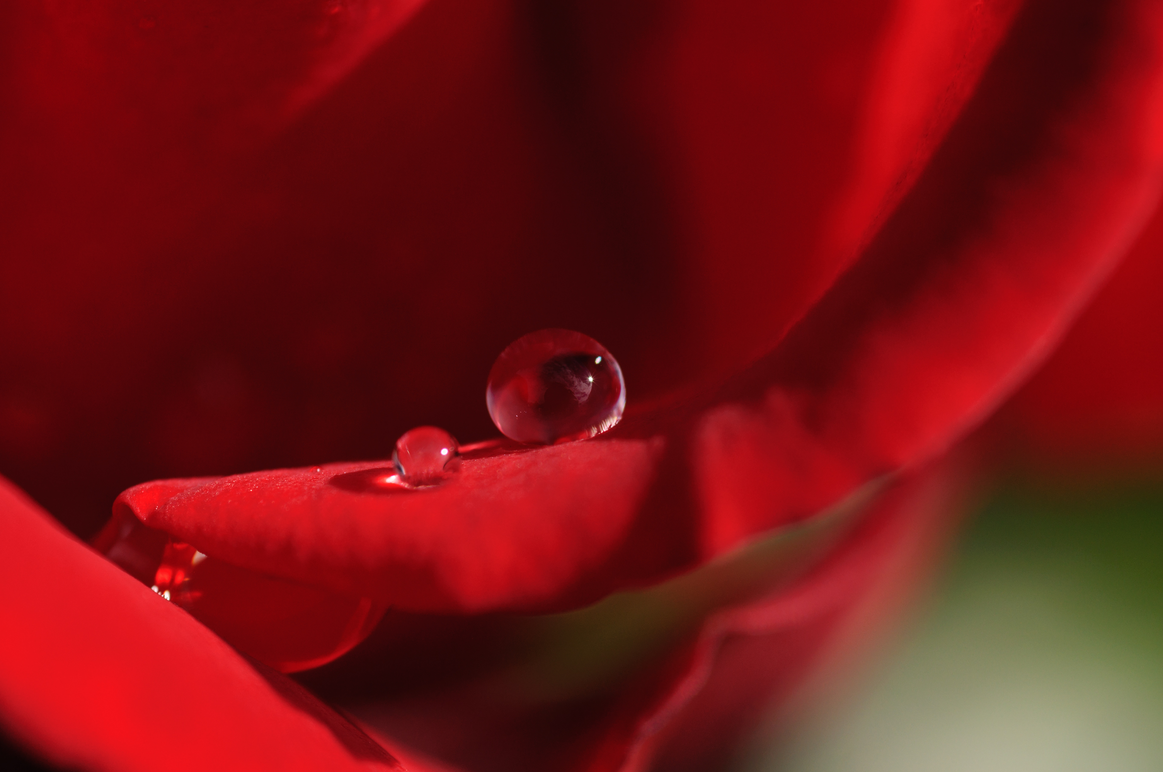 red rose with raindrops
