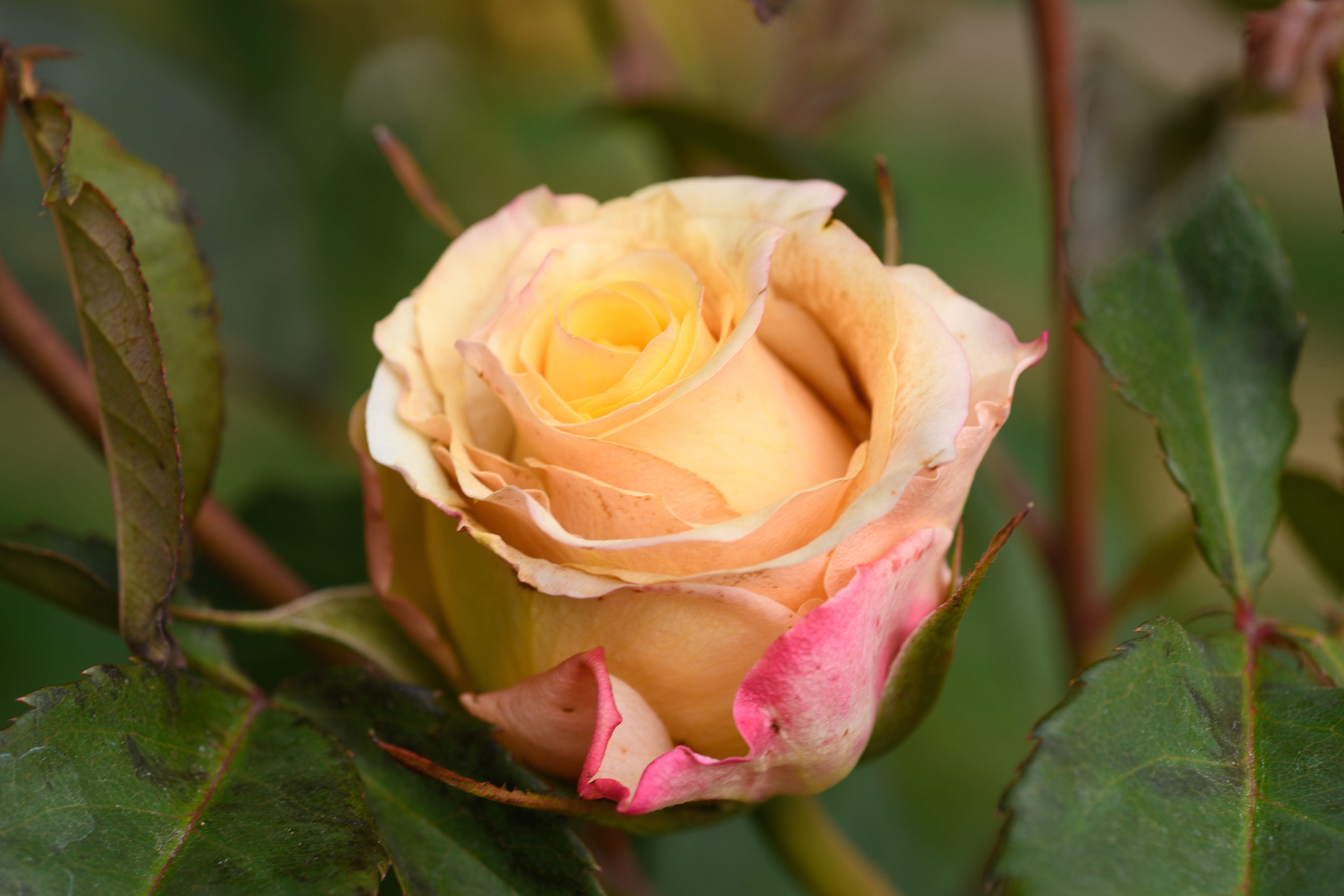 yellow and pink rose