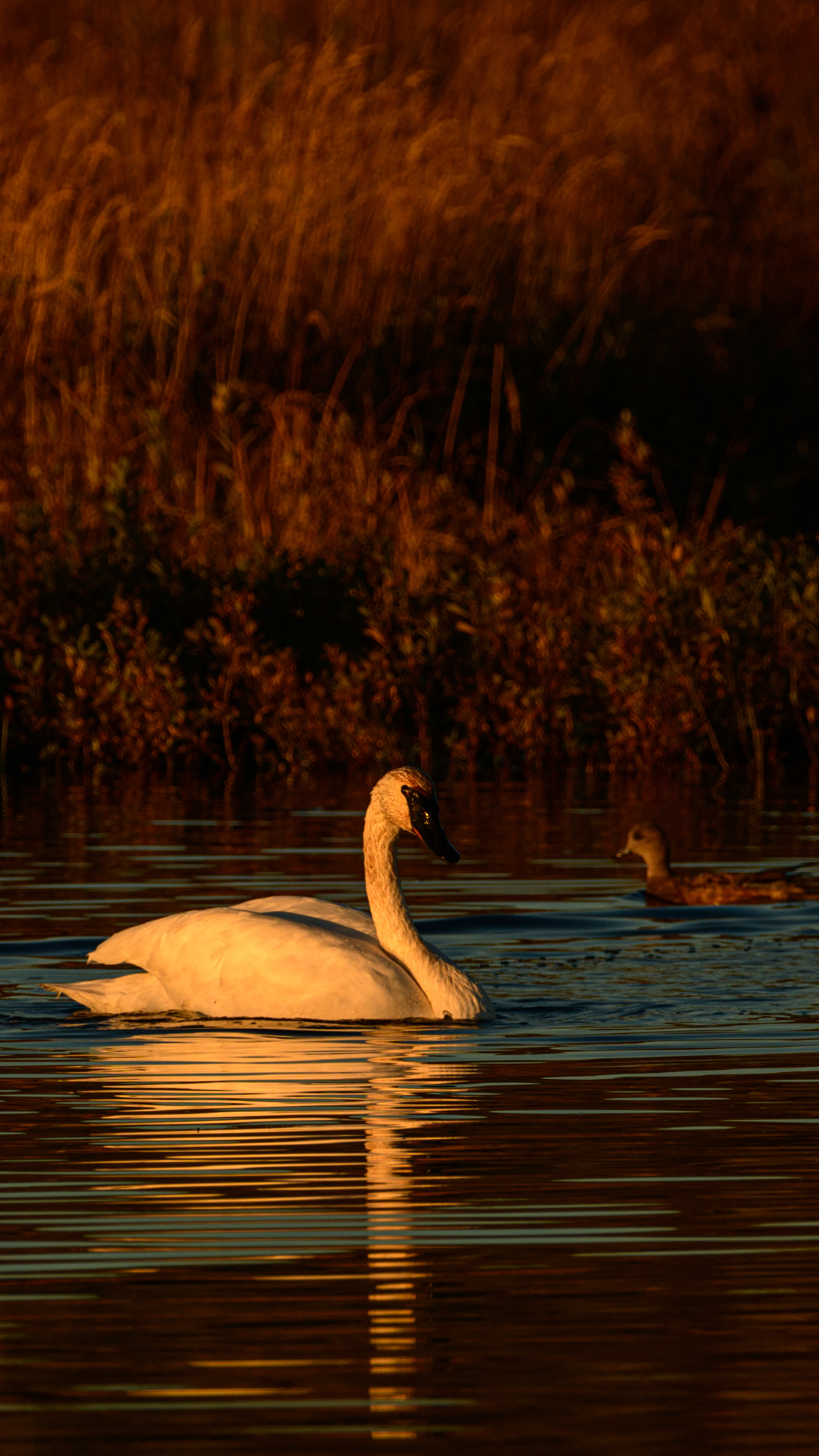 Swan, Potter Marsh, Anchorage, Alaska