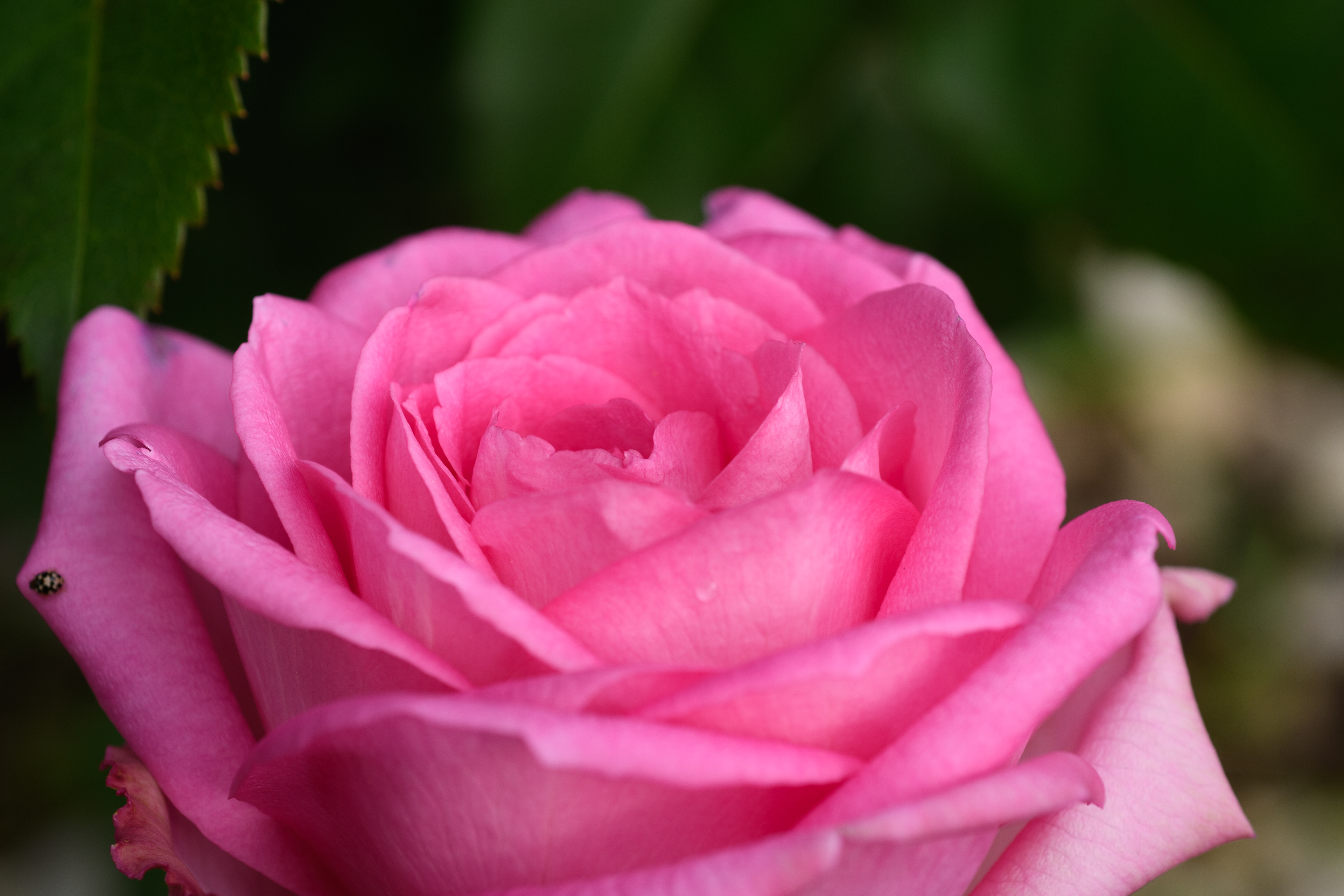 pink rose