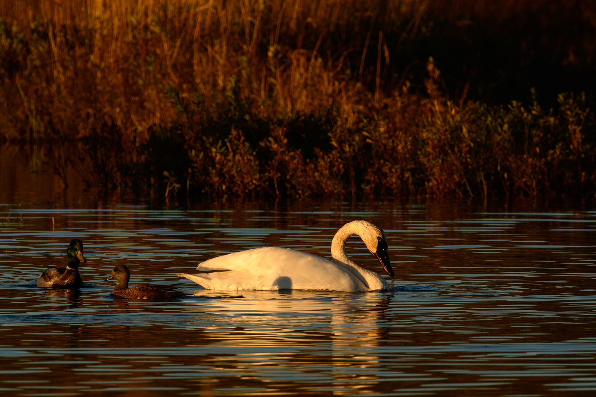 Swan, Potter Marsh, Anchorage, Alaska