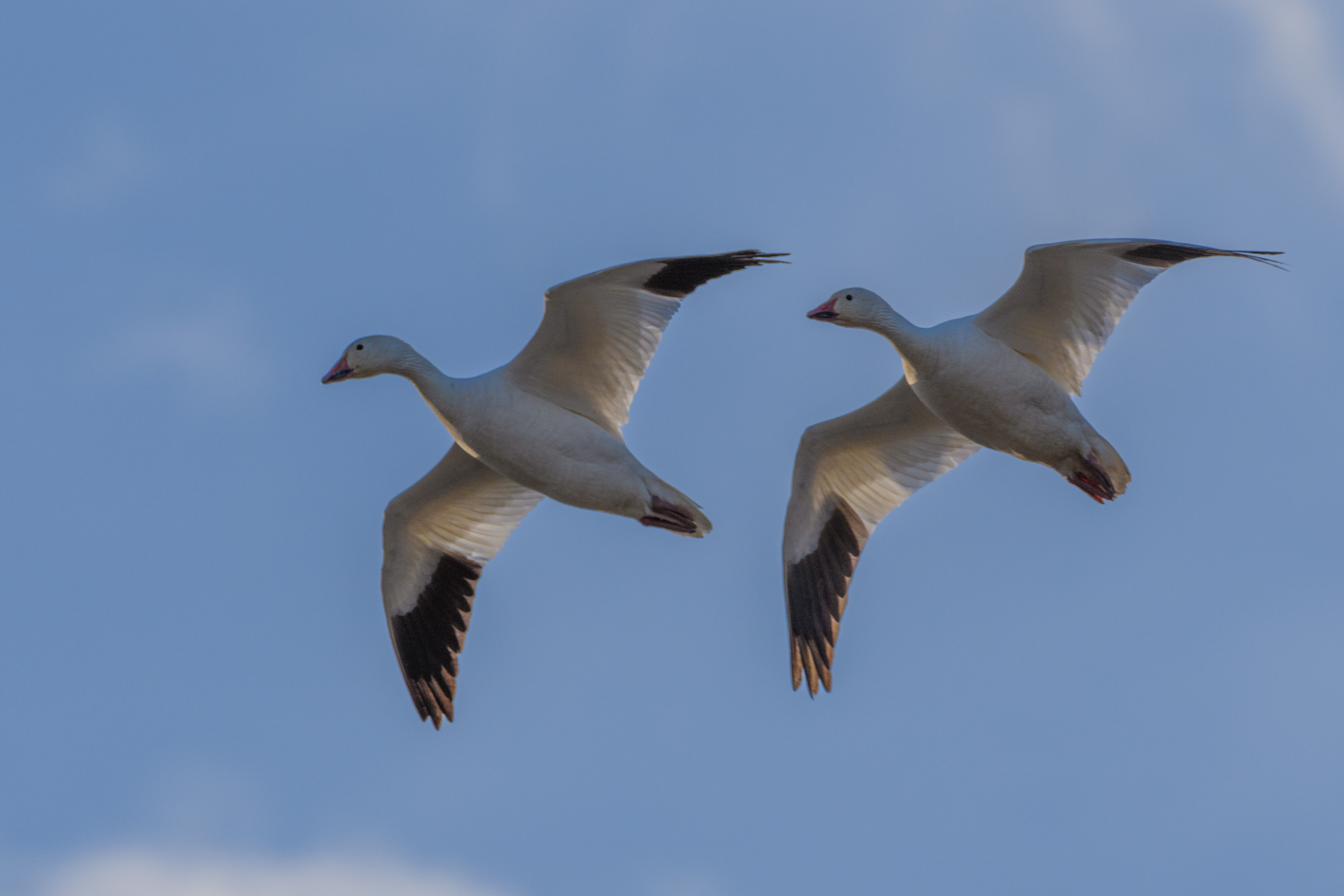 Snow geese 4/25/2024