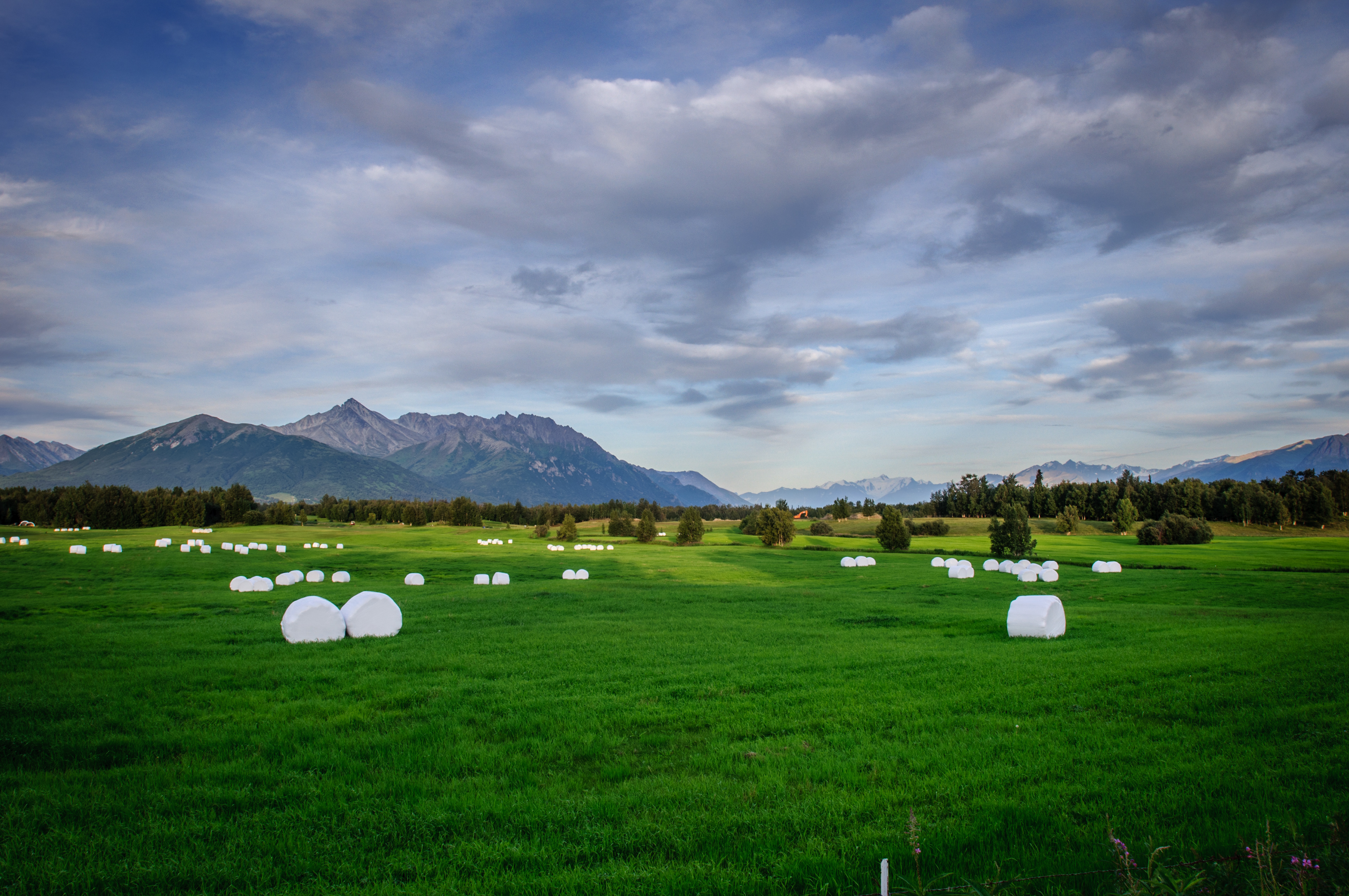 Hay rolled for winter in a green field