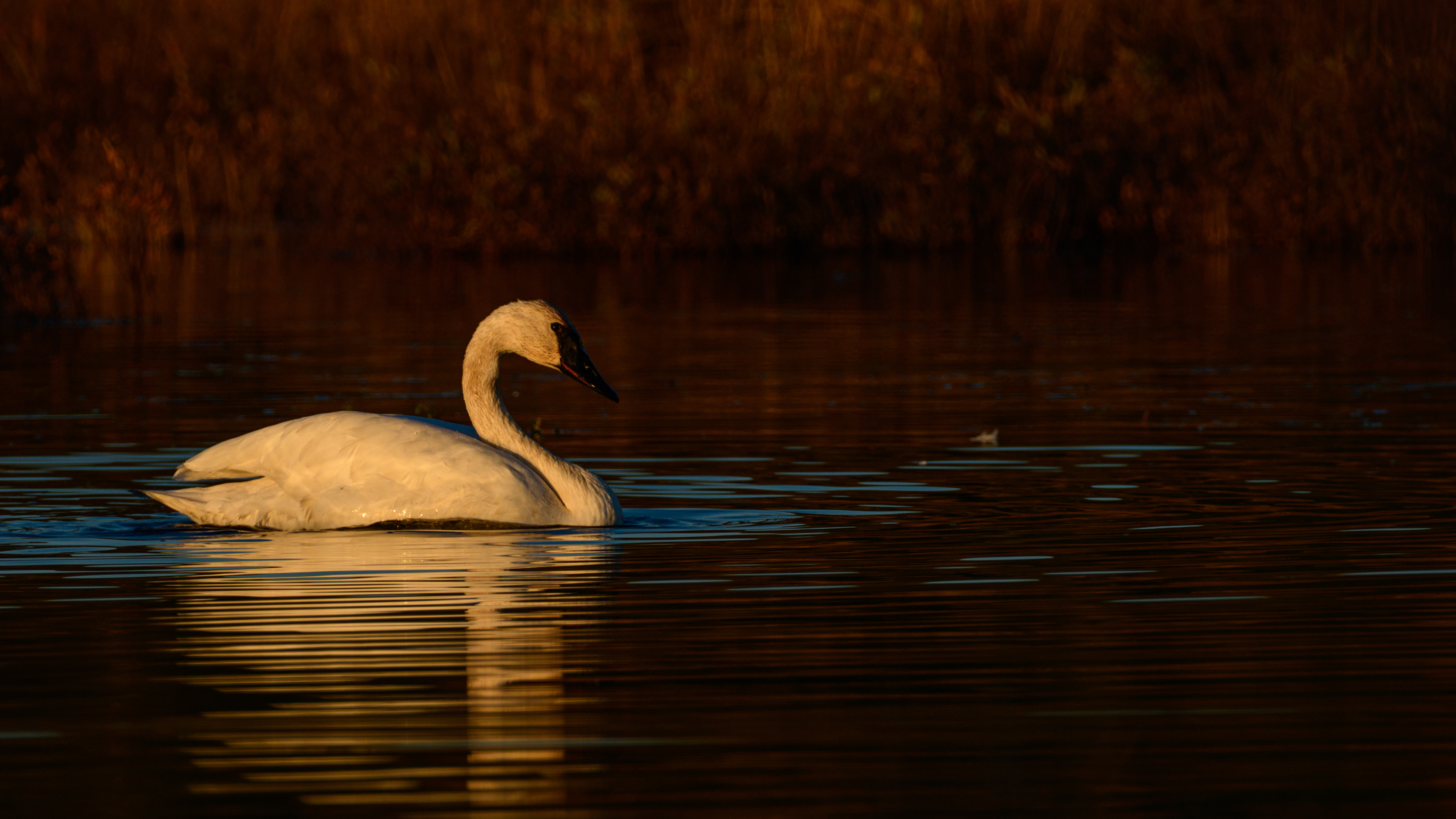 Swan, Potter Marsh, Anchorage, Alaska