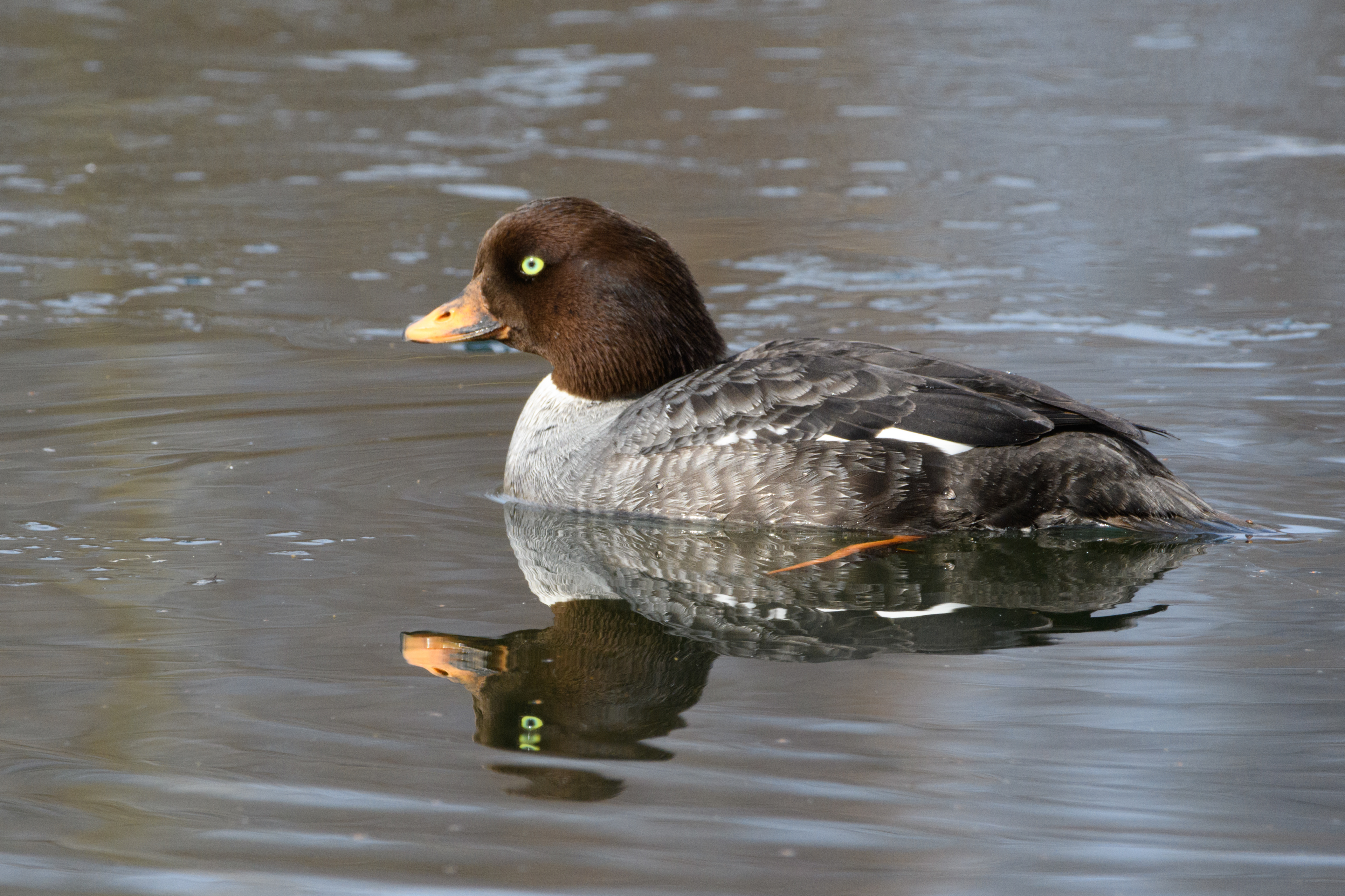 Barrows GoldenEye Female 4/21/2024