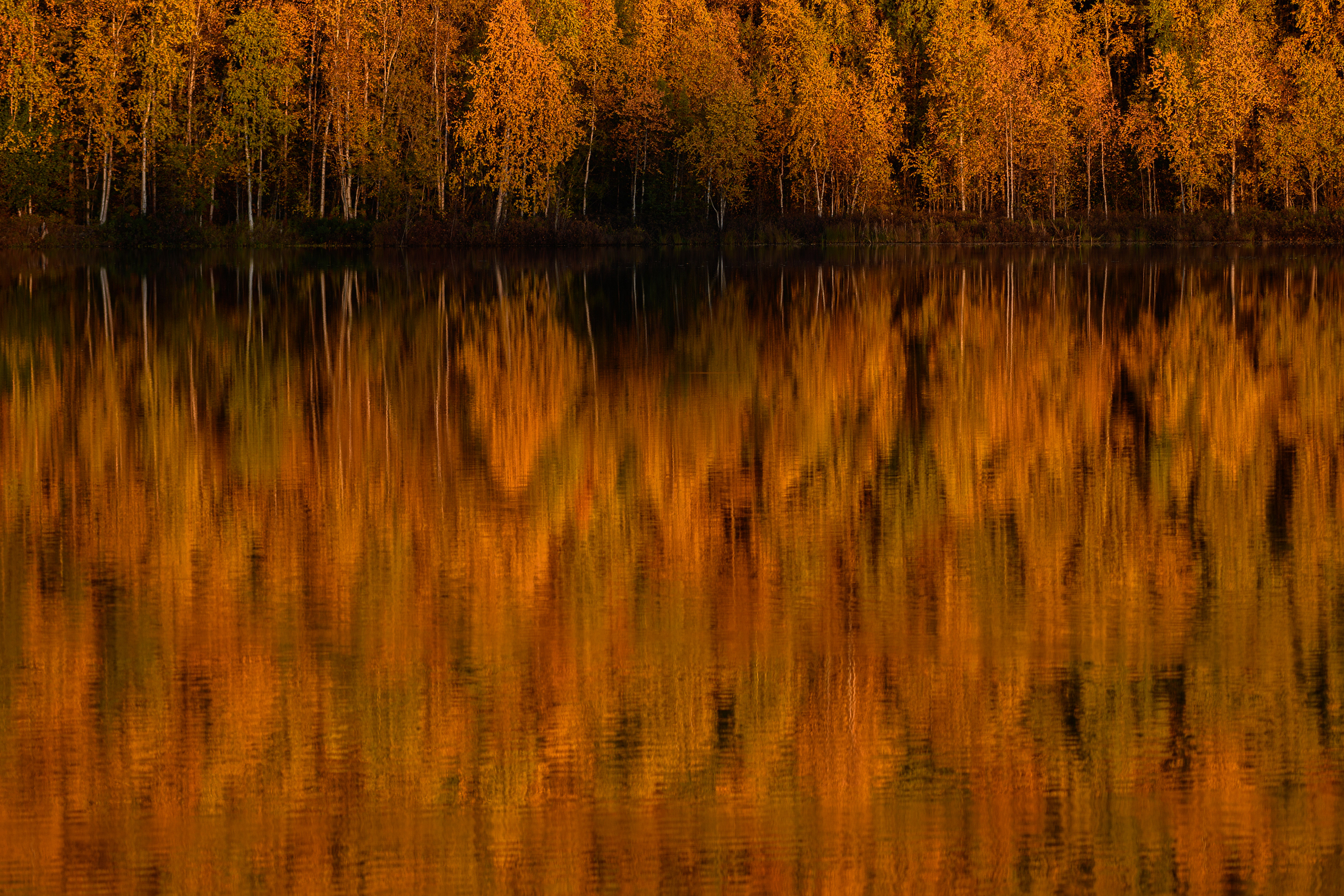 Reflections of Fall trees, Mat-su Valley, Alaska