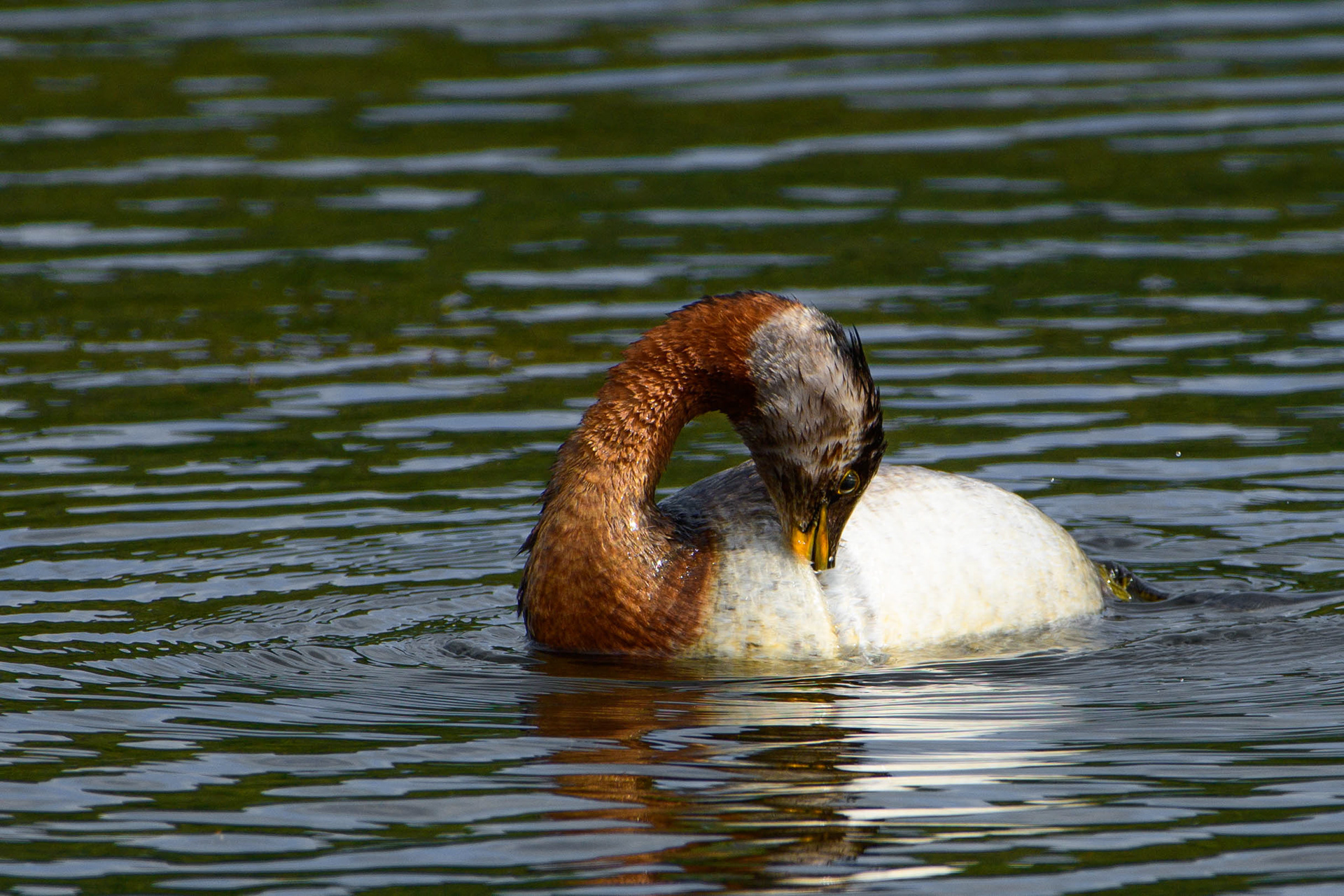Redneck Grebe