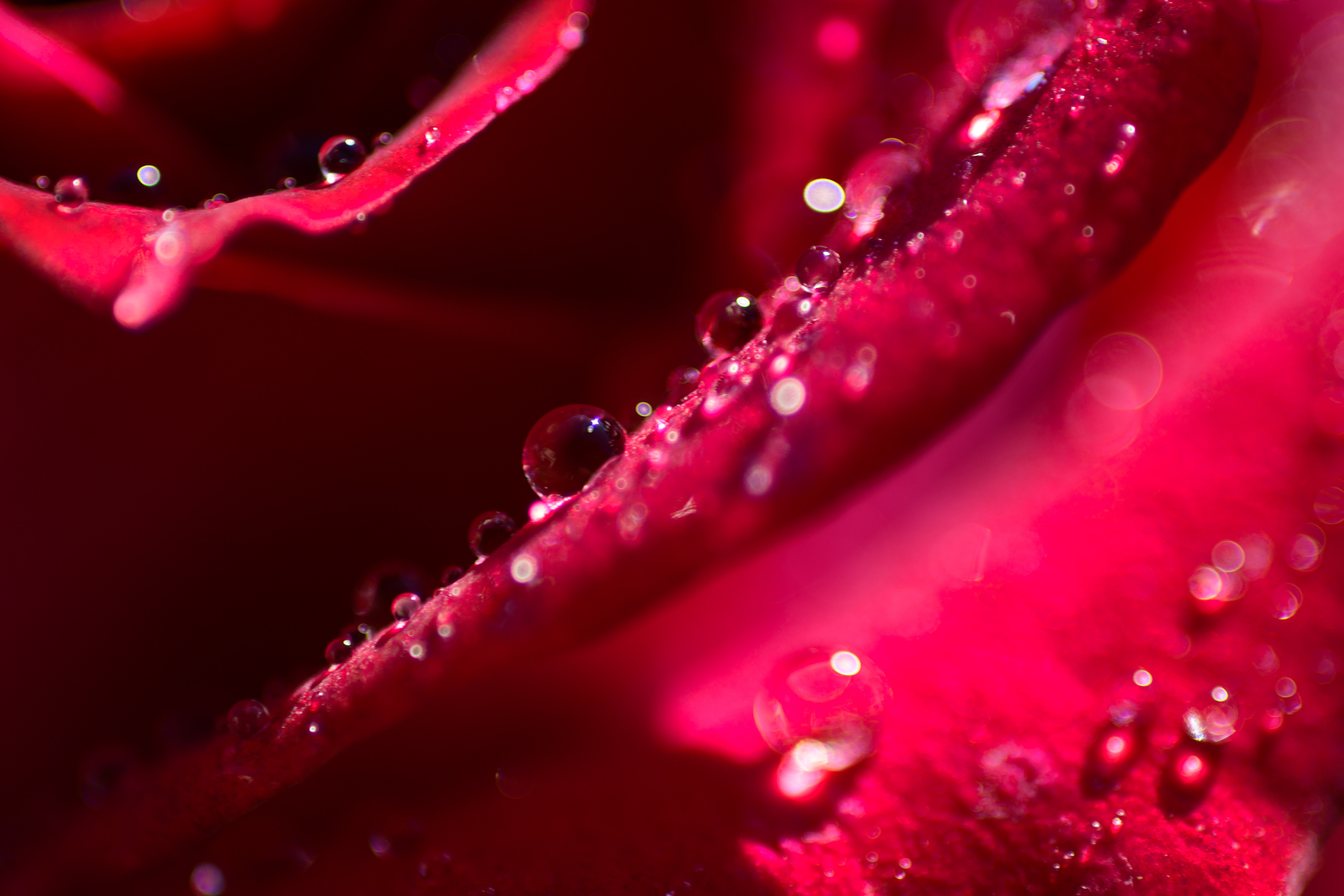Red Rose with raindrops