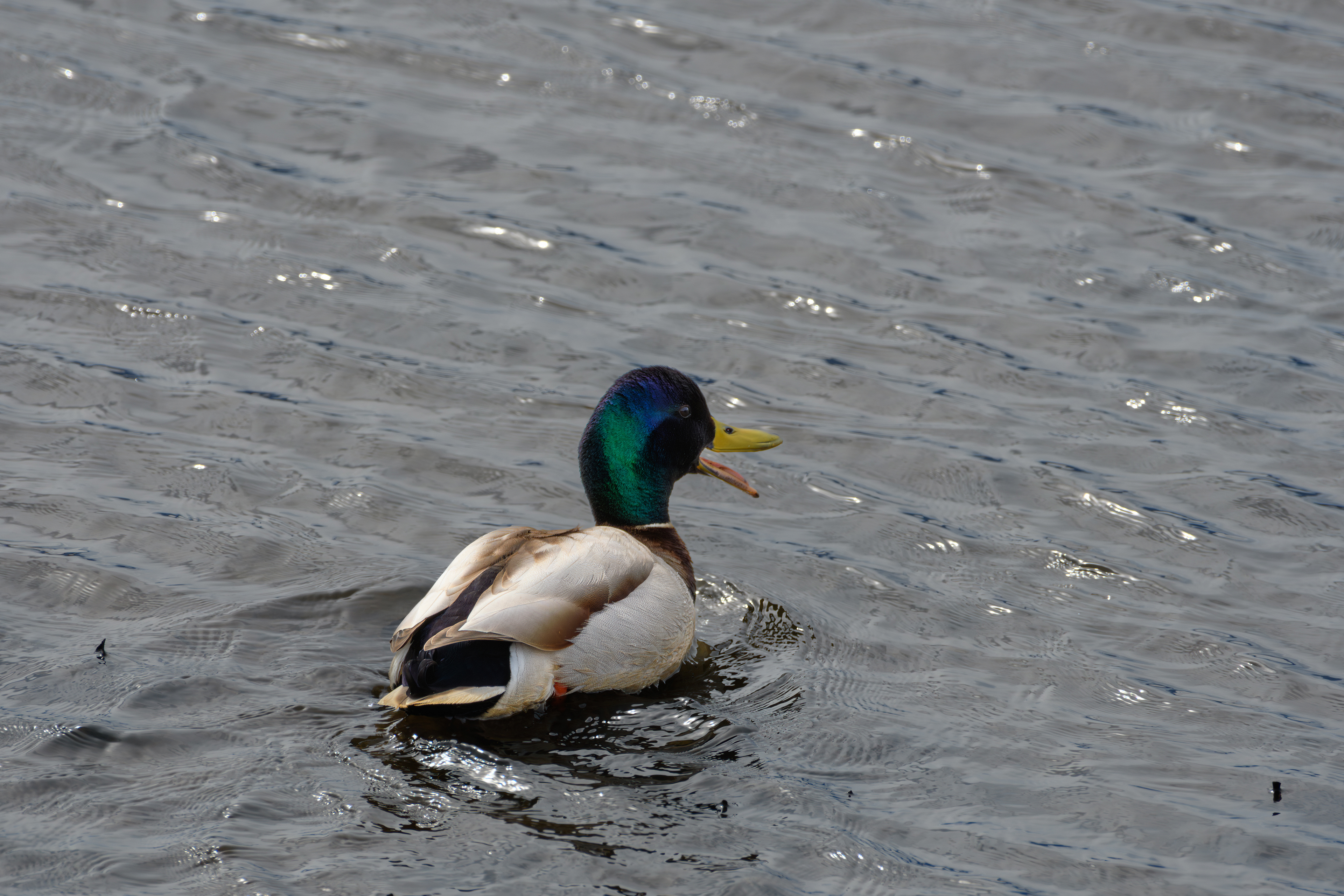 Male Mallard