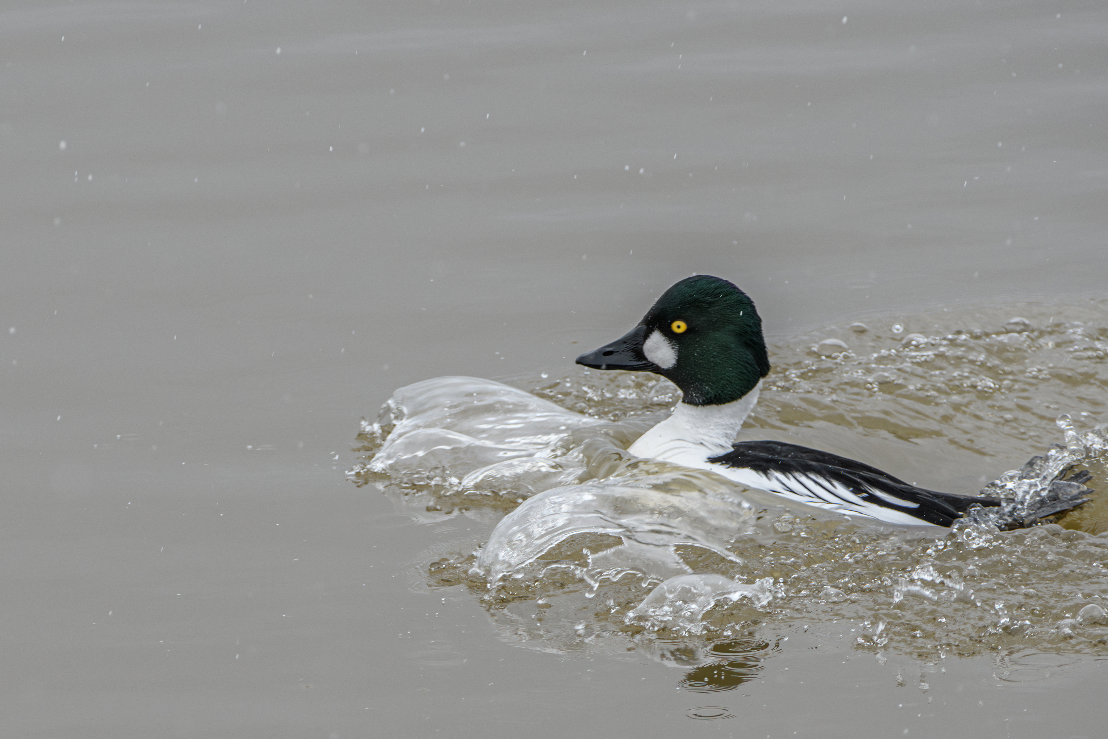 Common Goldeneye