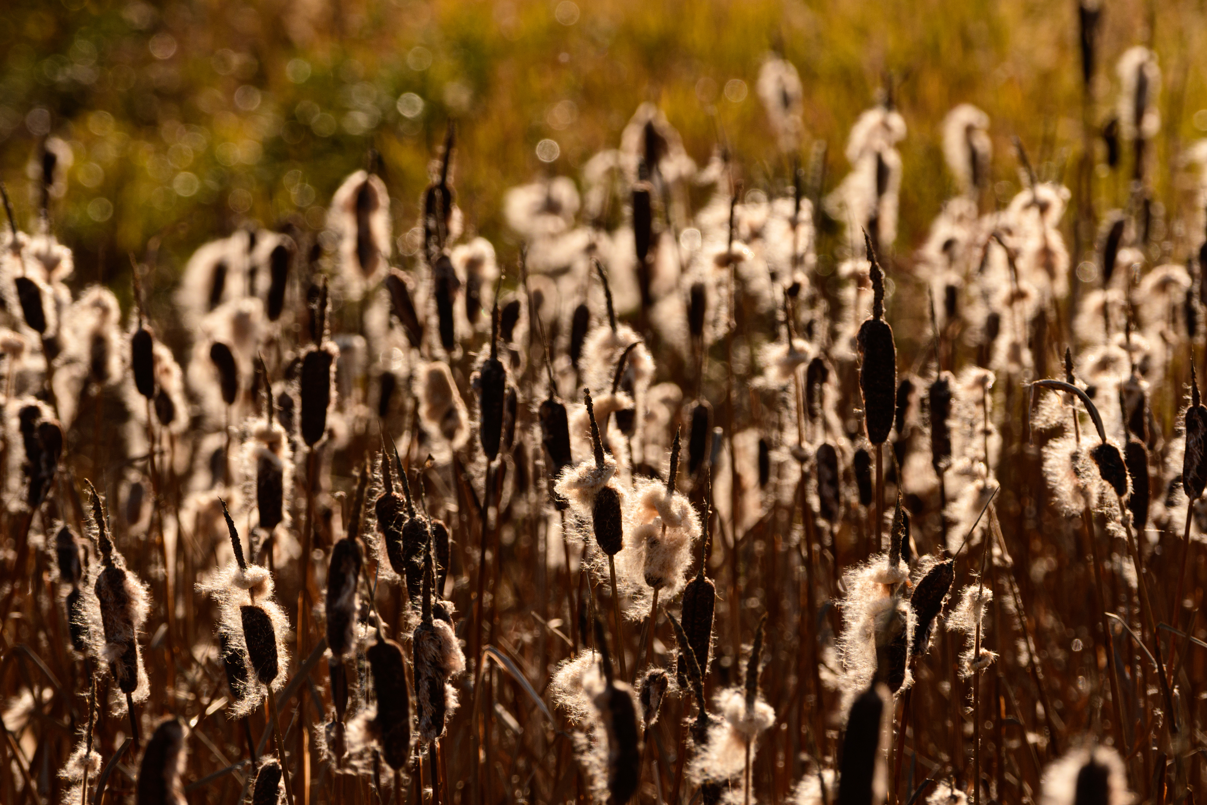 Cats tails, Potter Marsh, Anchorage, Alaska