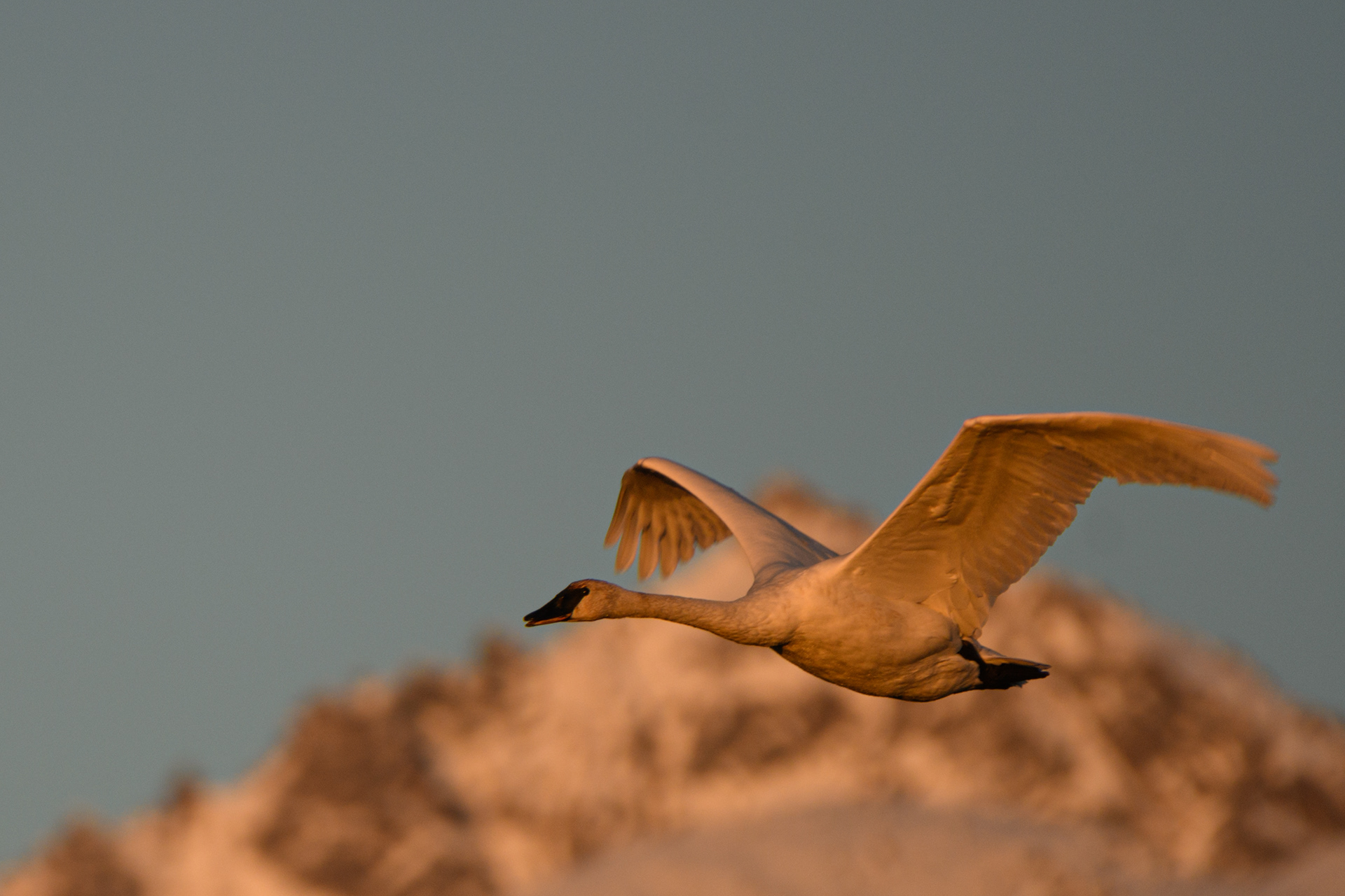 Swan flying, Potter Marsh, Anchorage, Alaska