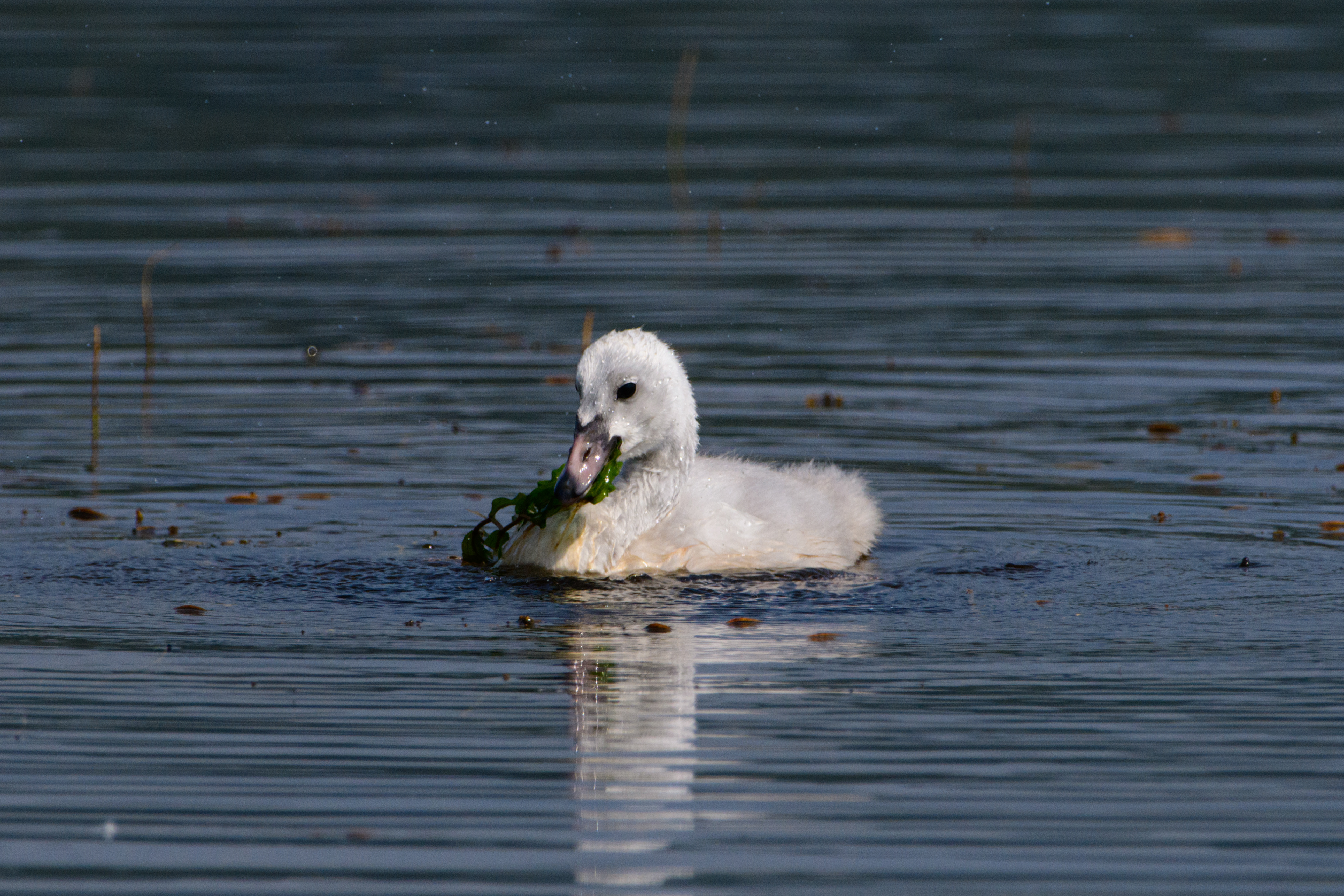 Cygnet swimming, Potter Marsh, Anchorage, Alaska