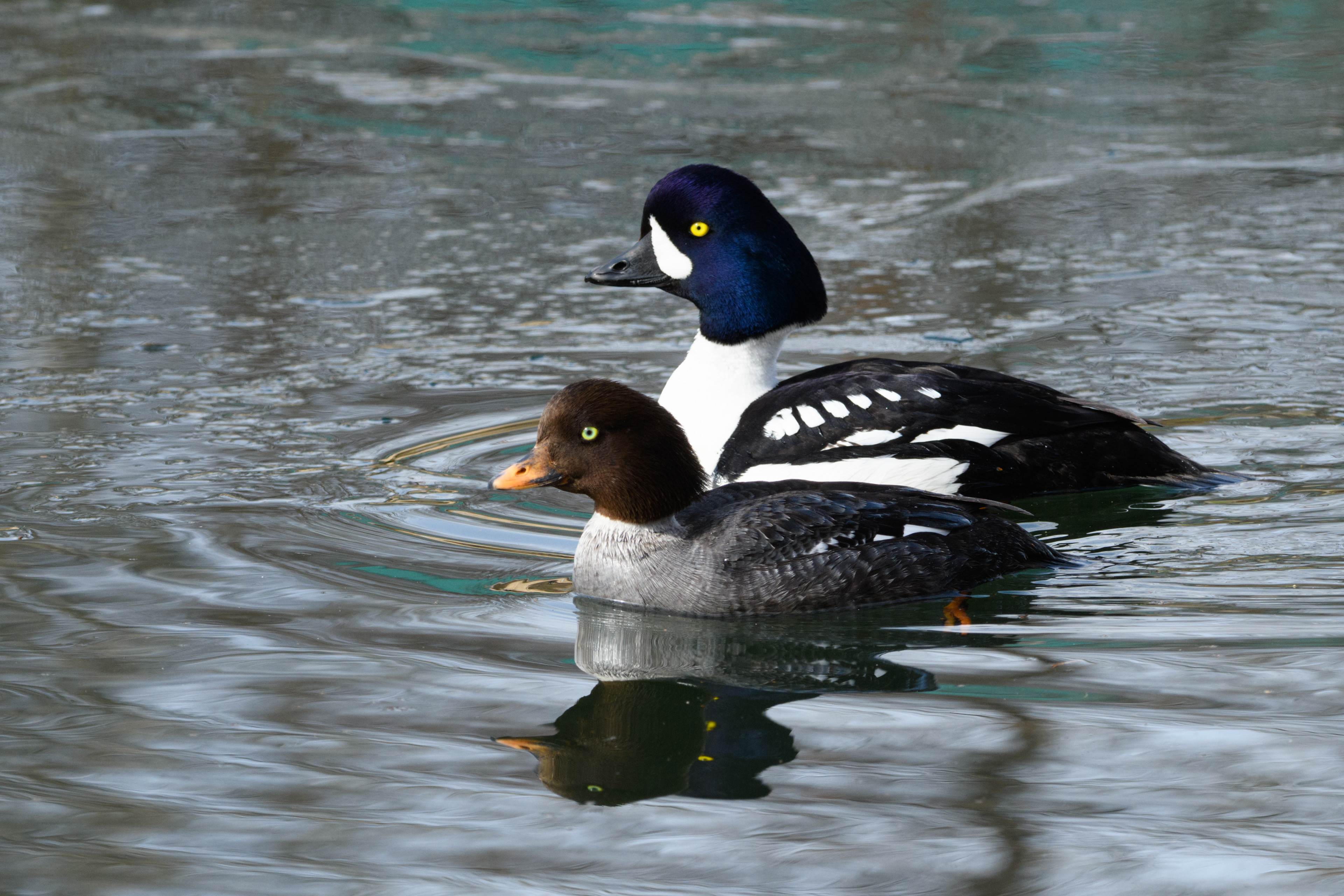 Barrows GoldenEyes 4/21/2024