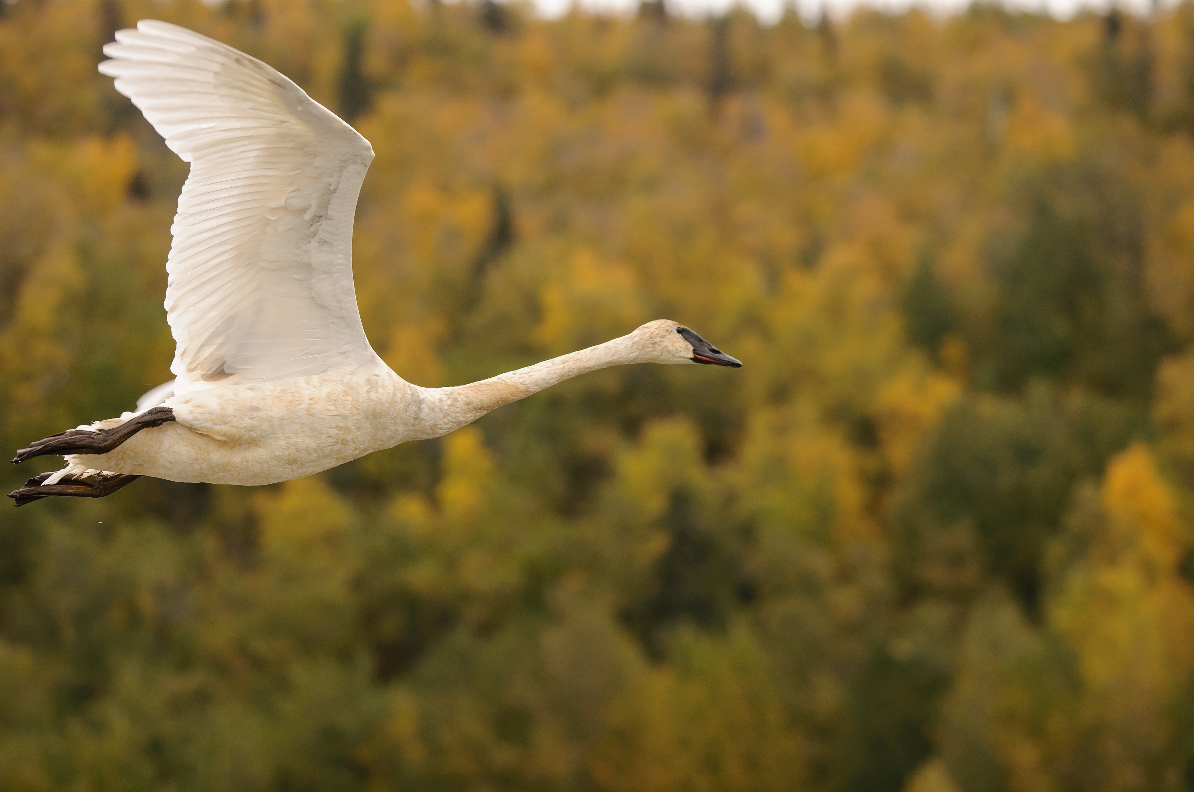Swan flying, Potter Marsh, Anchorage, Alaska