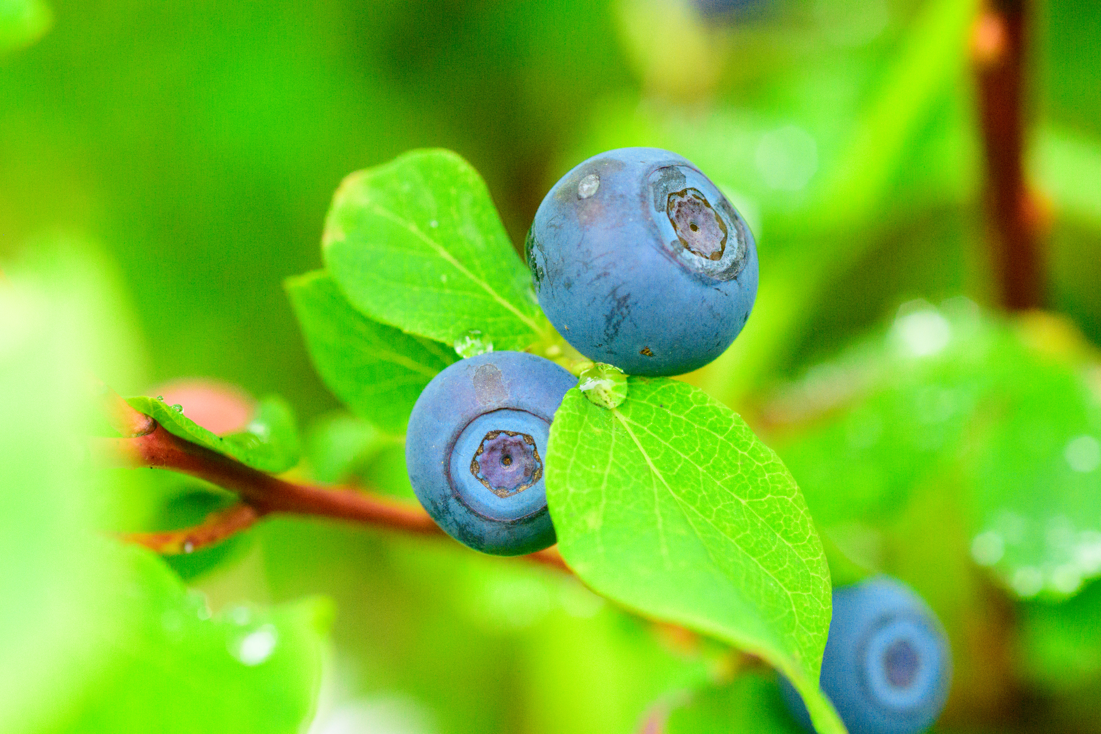 Blueberry with raindrops