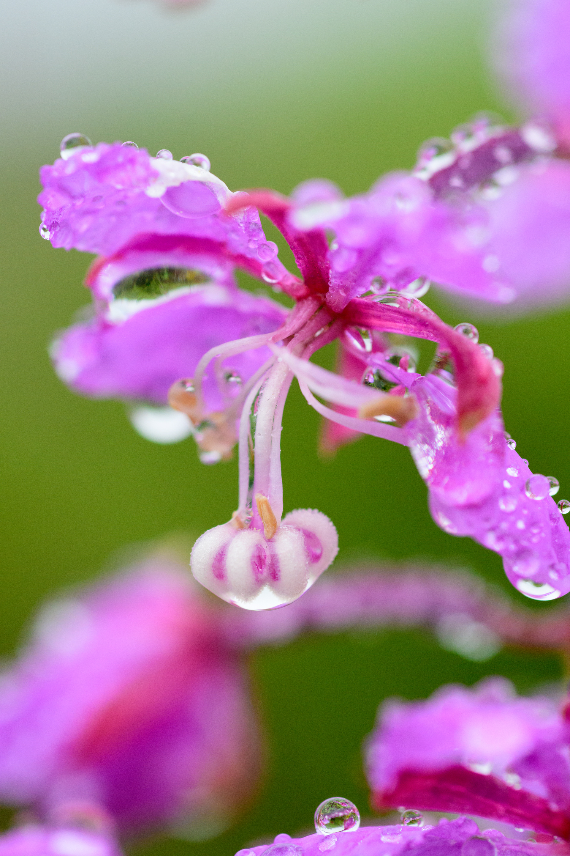 fireweed with raindrops