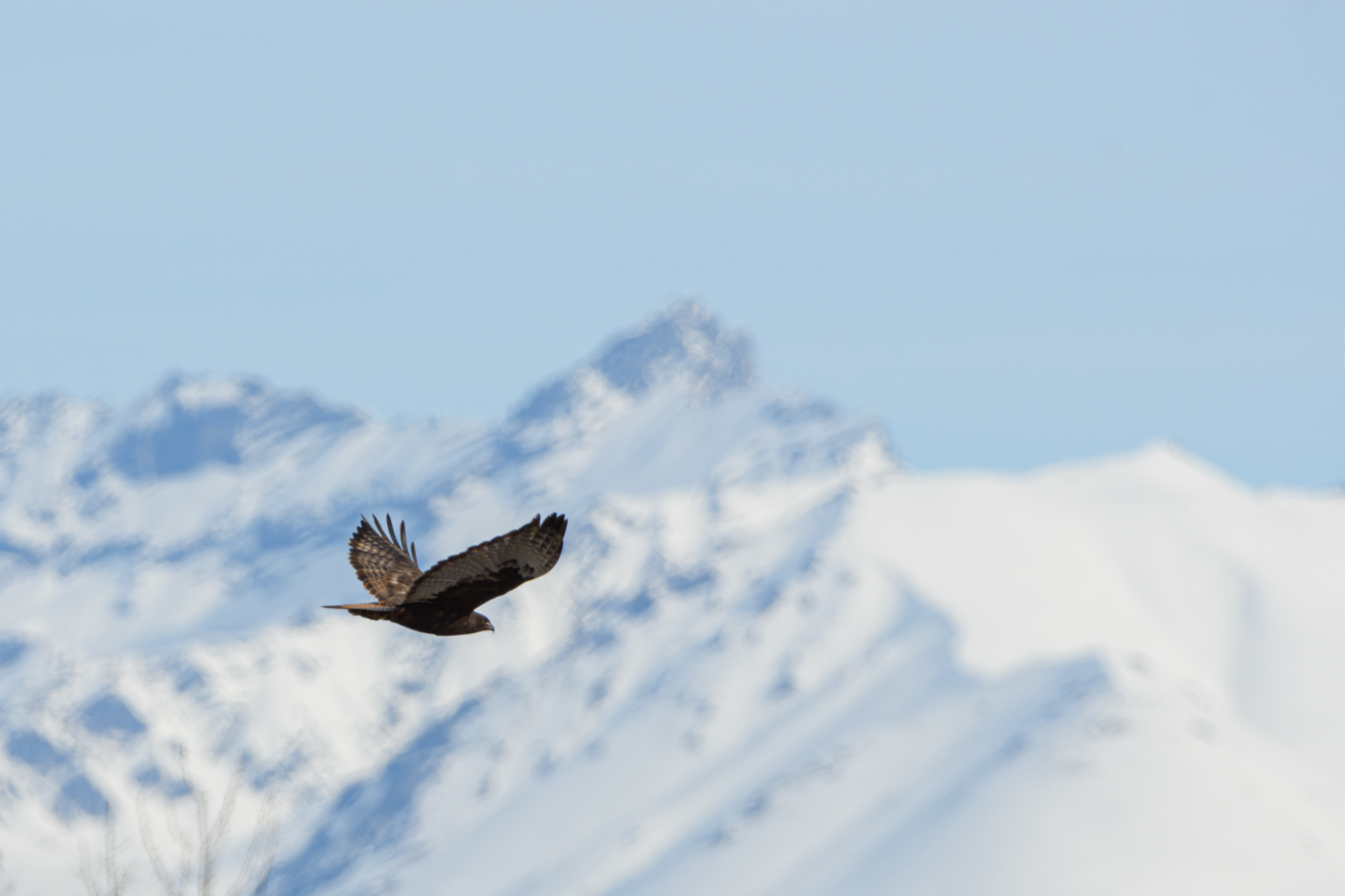 Red Tailed Hawk 4/21/2024