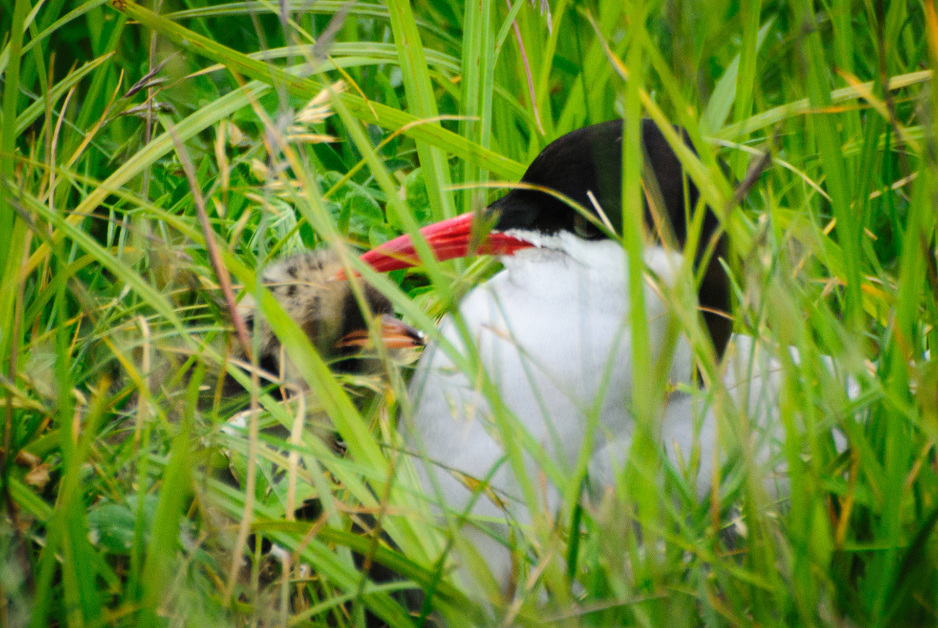 Arctic Tern and Baby Potter Marsh, Anchorage, Alaska
