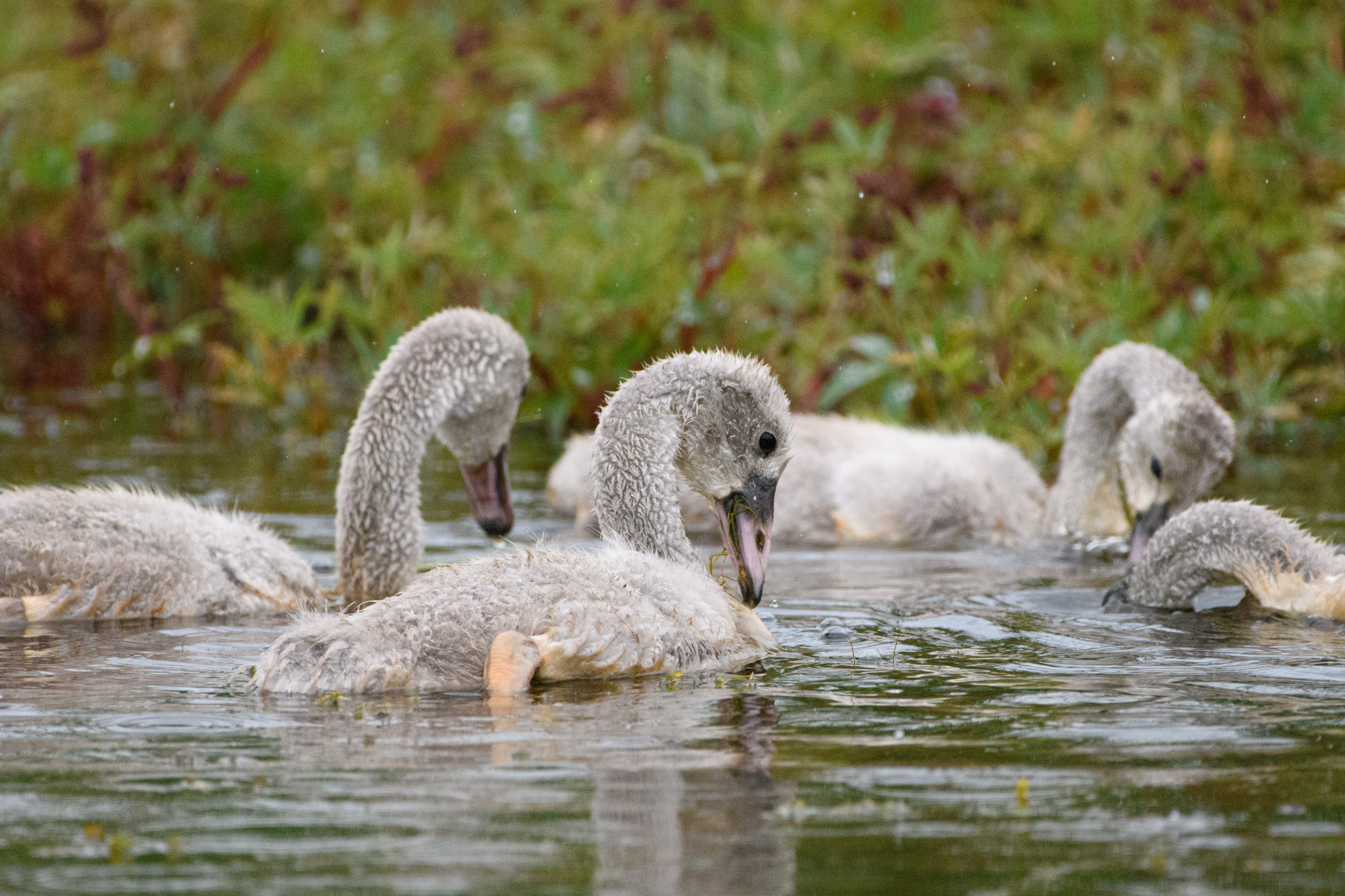 multiple, Cygnets swimming, Potter Marsh, Anchorage, Alaska